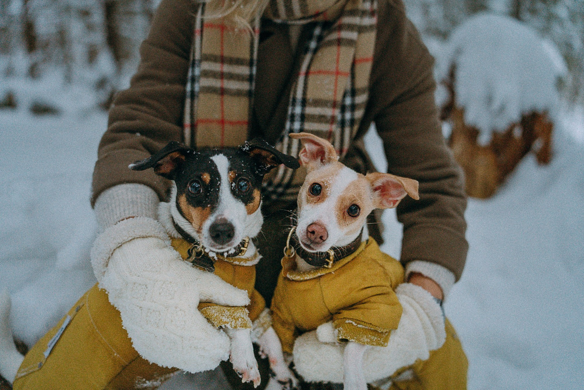 Алина, Ваниль и Элис. Фотограф анималист в Москве и Санкт-Петербурге Свиридова Анна