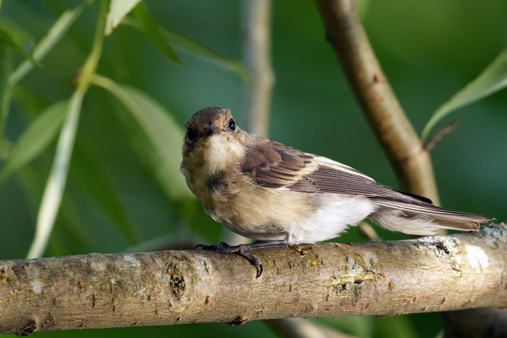 Удивительные мир птиц. Вокруг нас столько прекрасного — присмотритесь!. Ваш личный фотограф Марина Волкова