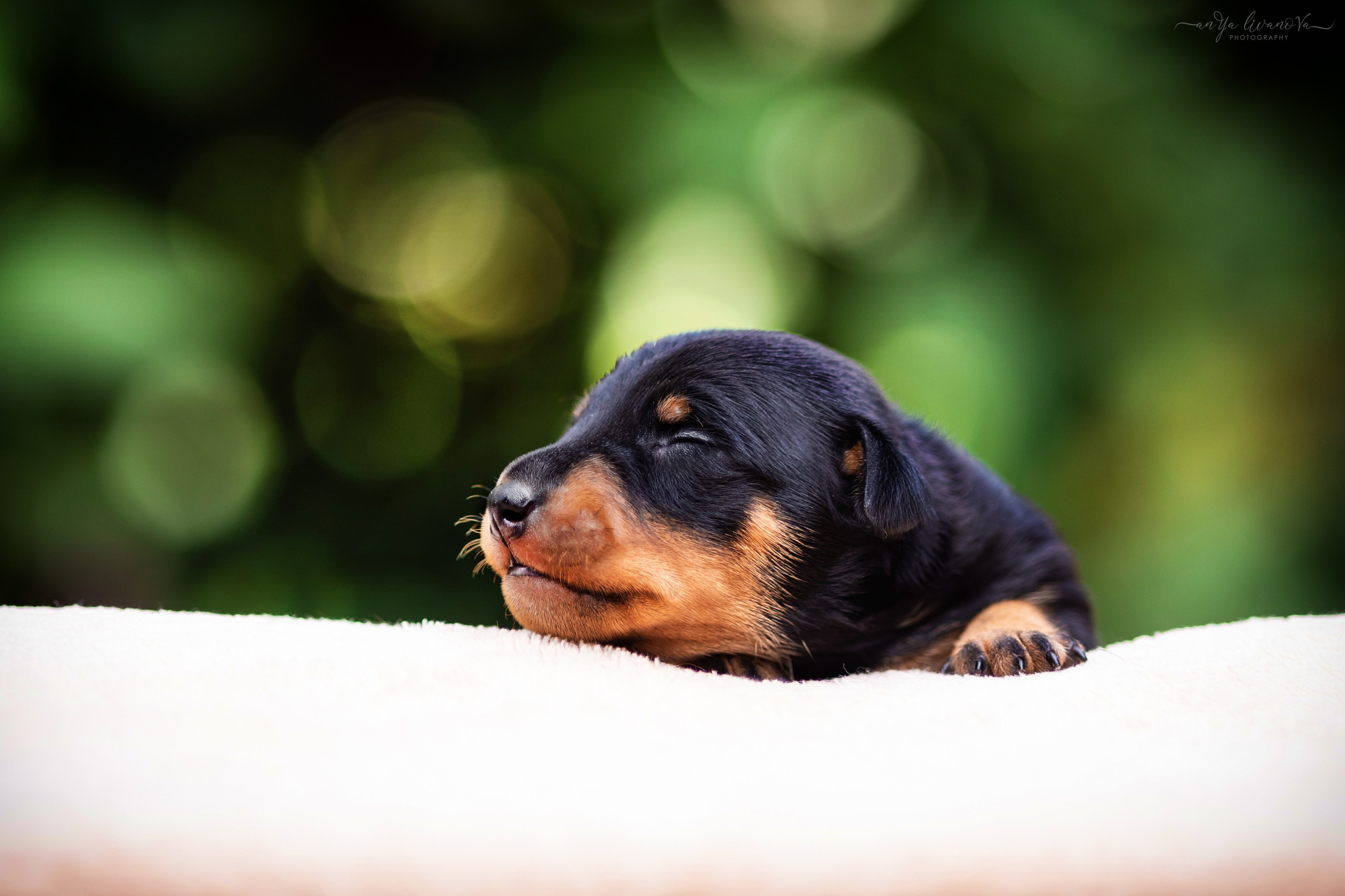 Малыши пинчеры. Фотограф анималист Аня Ливанова | Рыбинск