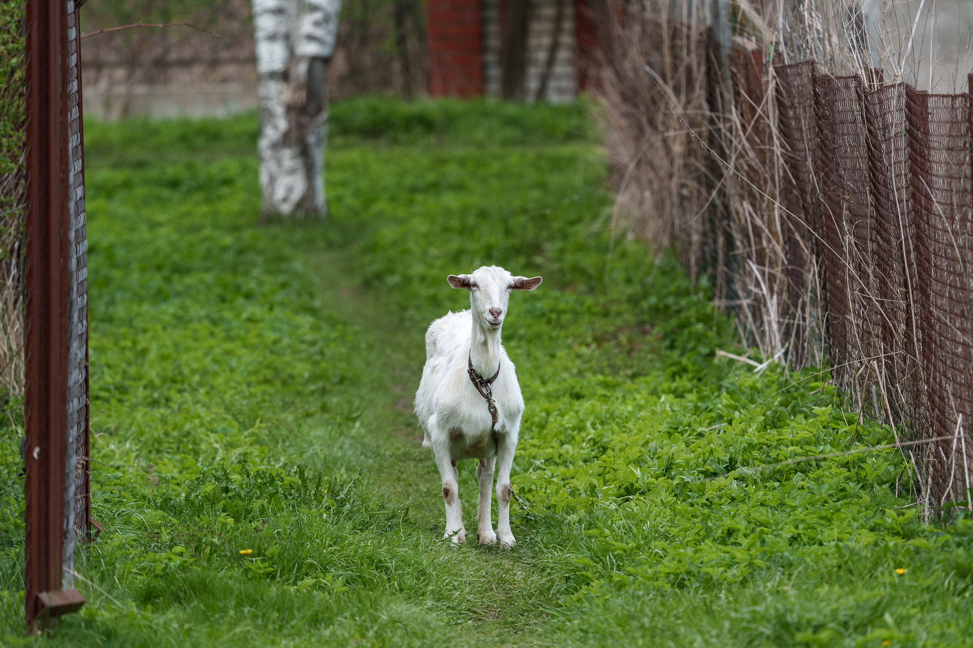 Животные. Ваш личный фотограф Марина Волкова