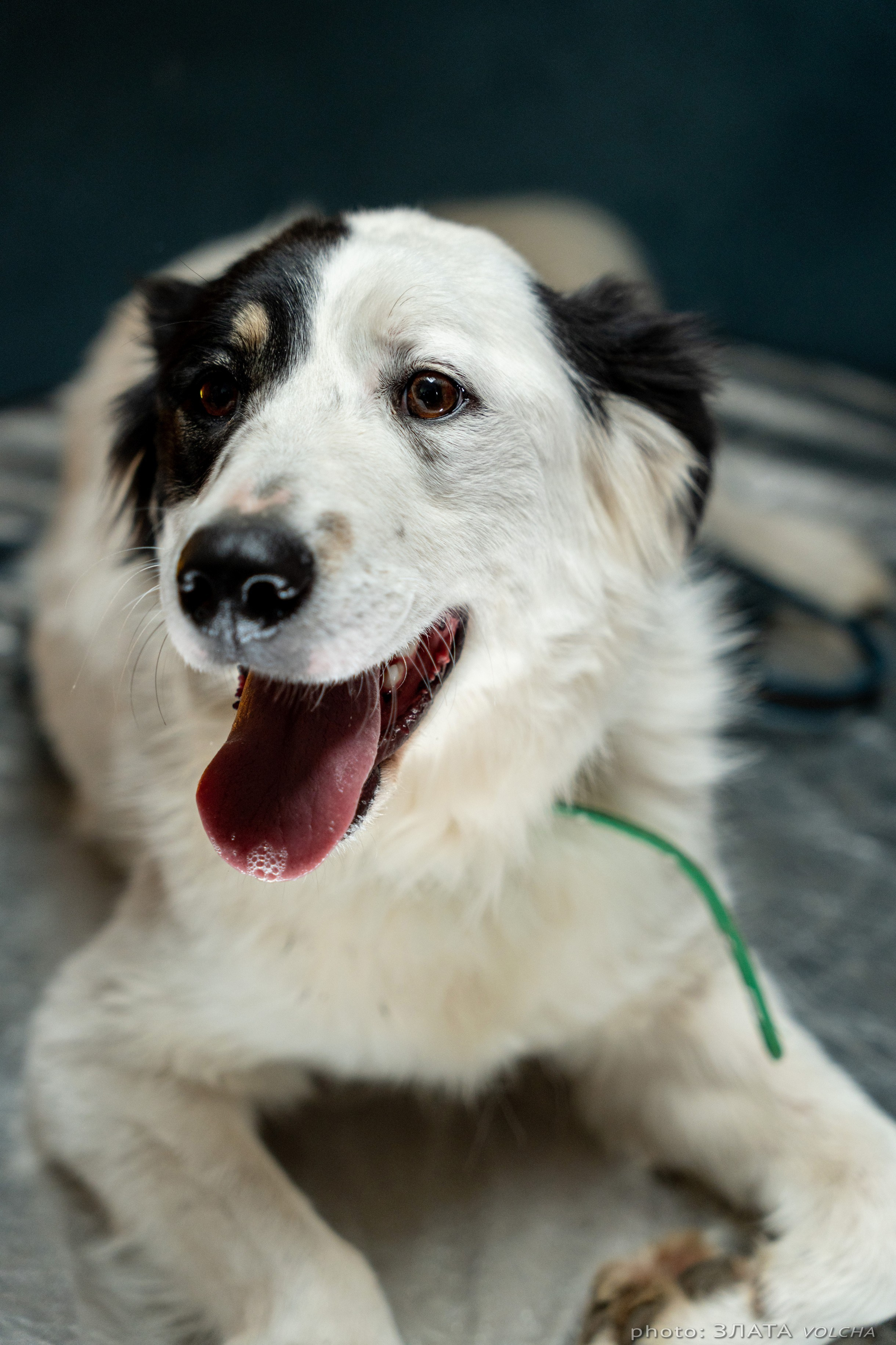 Собаки в студии. Фото, видео, монтаж