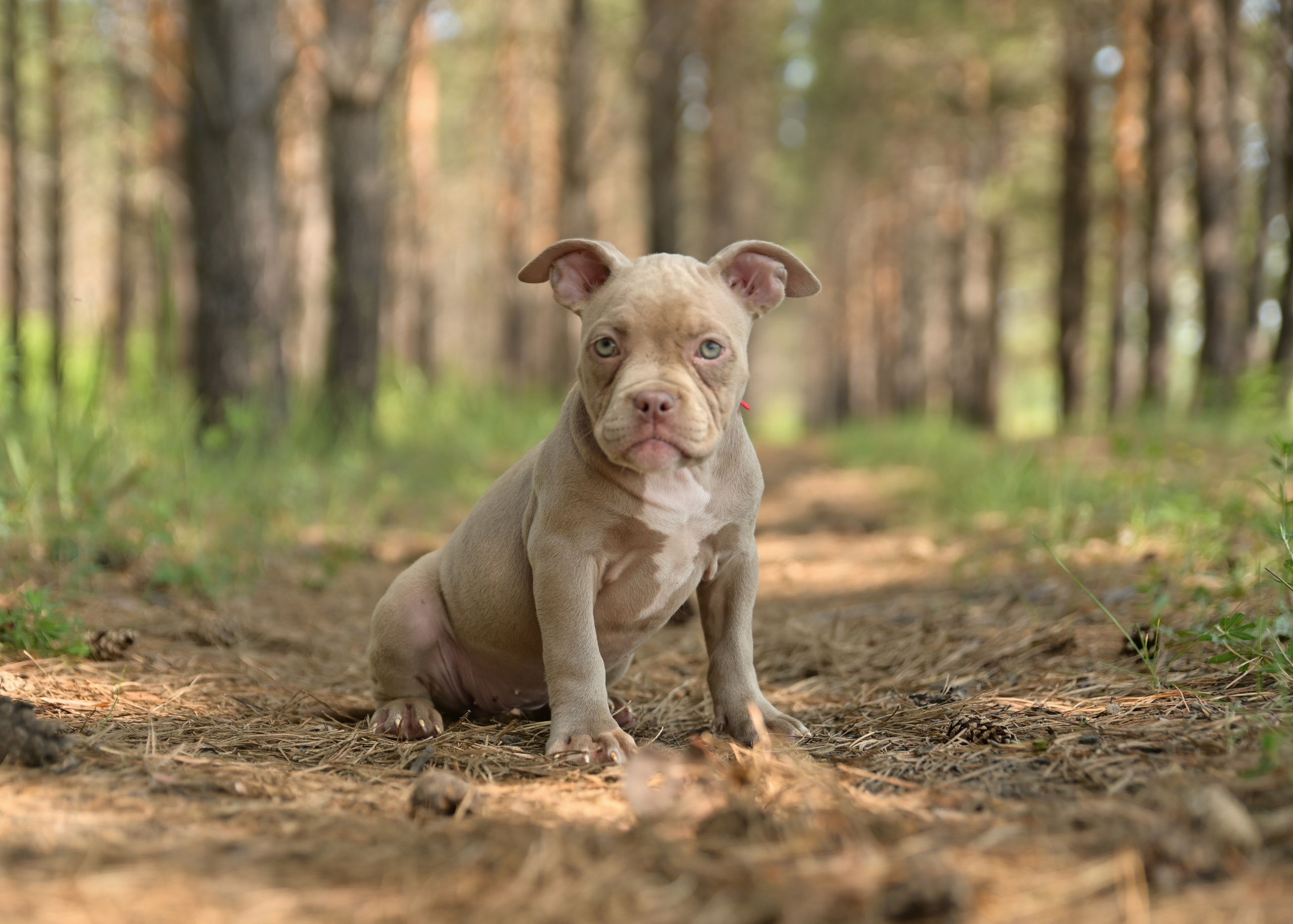 Свободные щенки Американский Булли в Иркутске. Питомник собак Иркутск