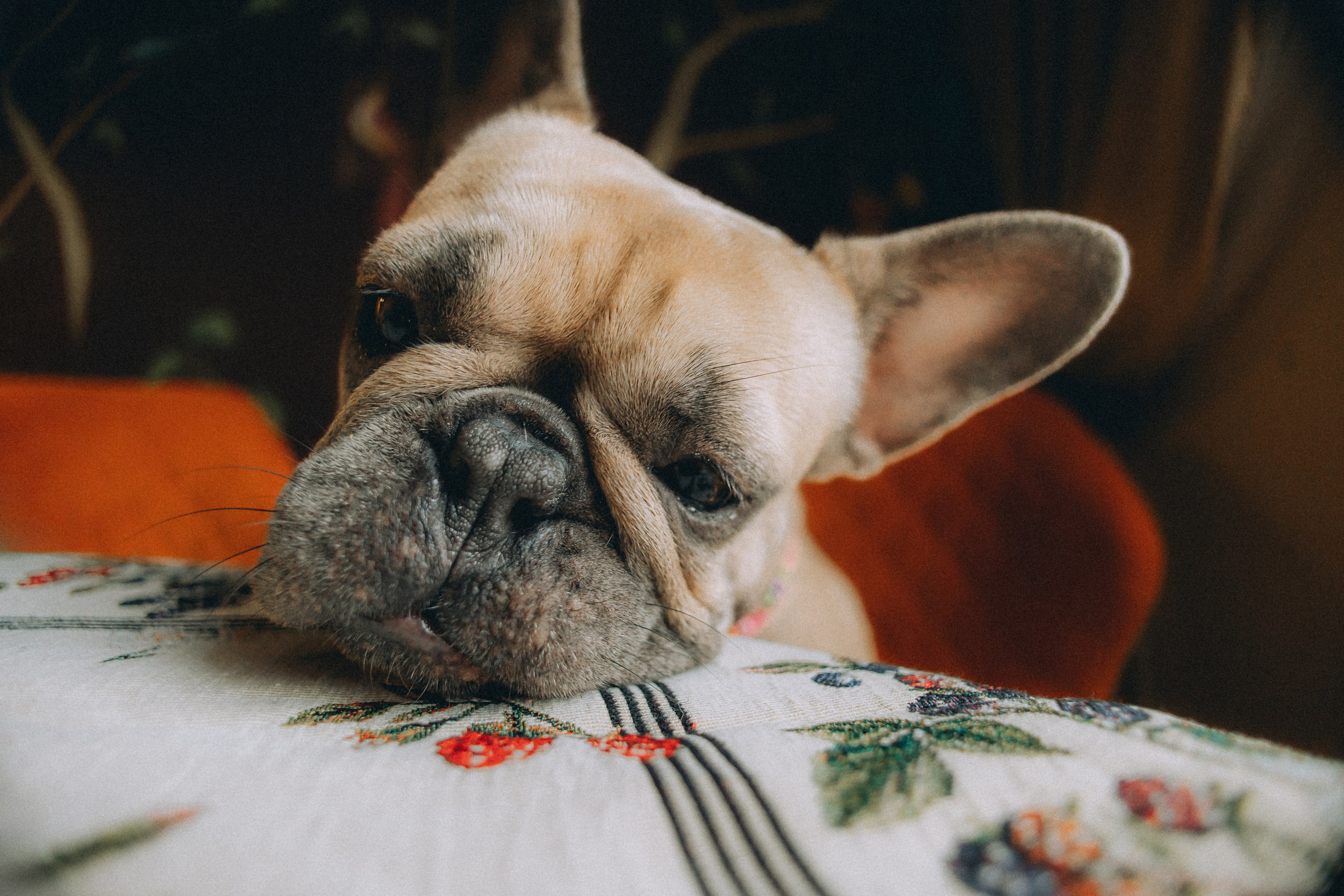 Юля, Мия и Зек