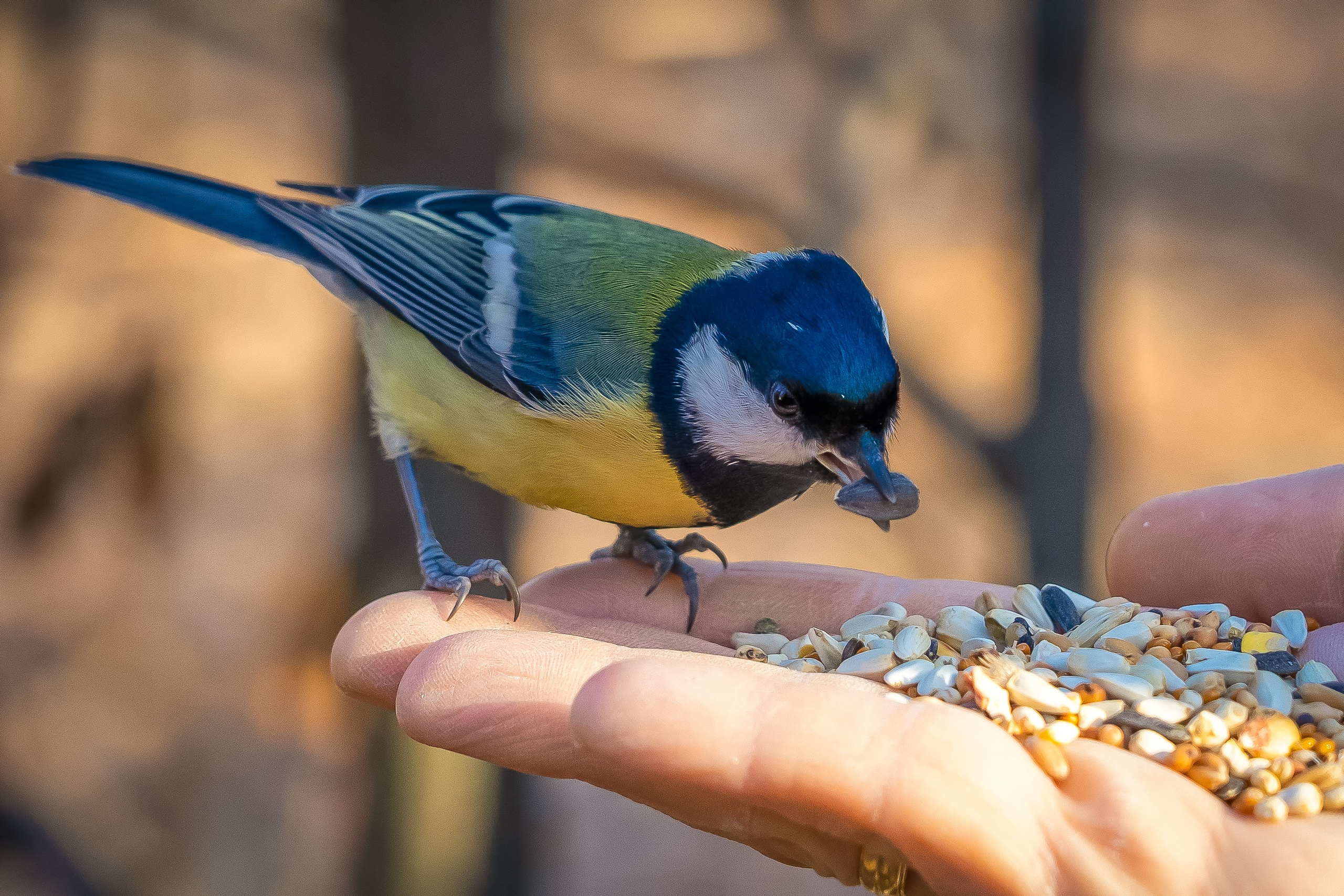 Дикая природа. Photomantis