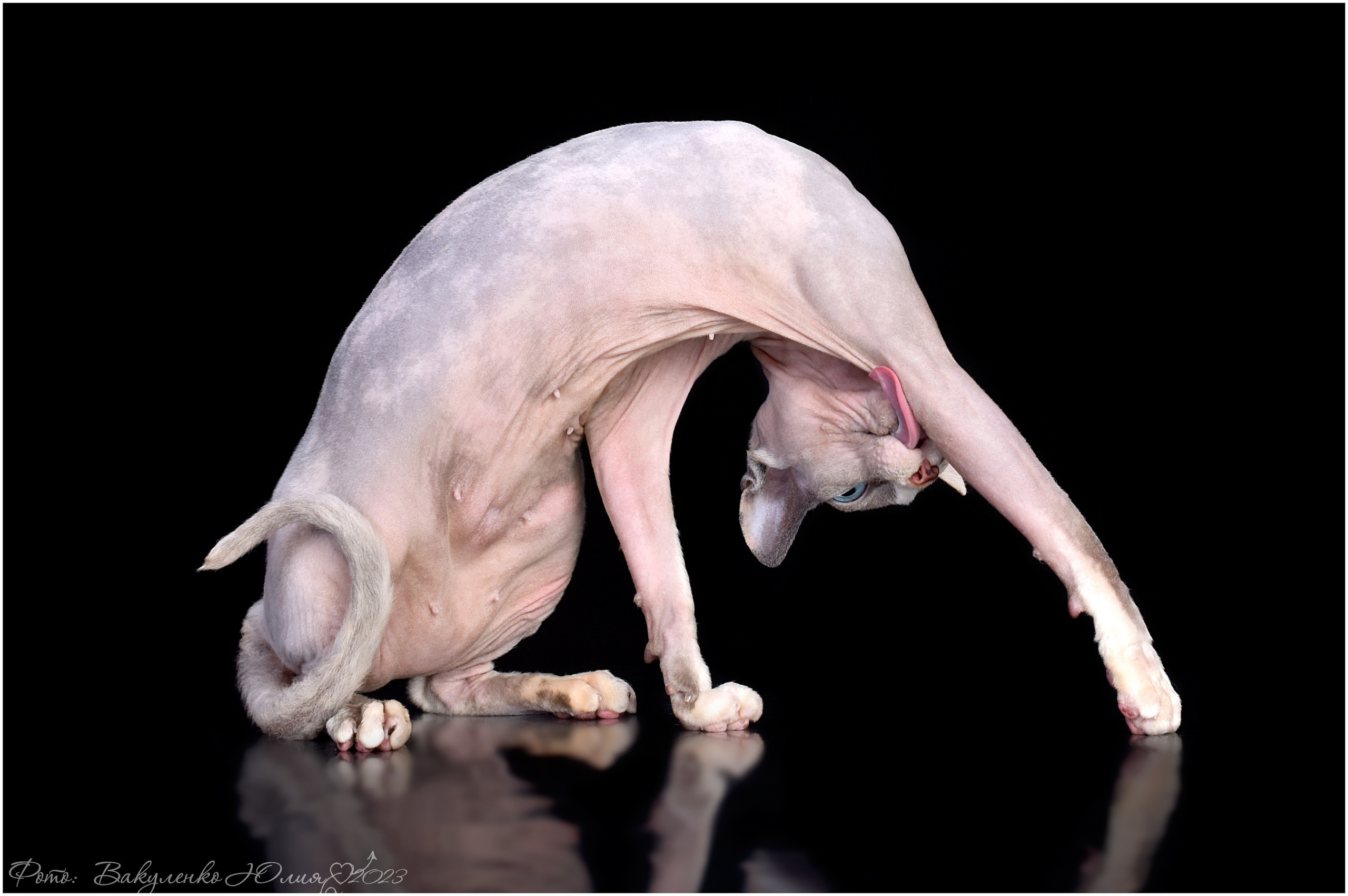 Взрослые. Фотограф анималист | семейный Юлия Вакуленко, г. Краснодар