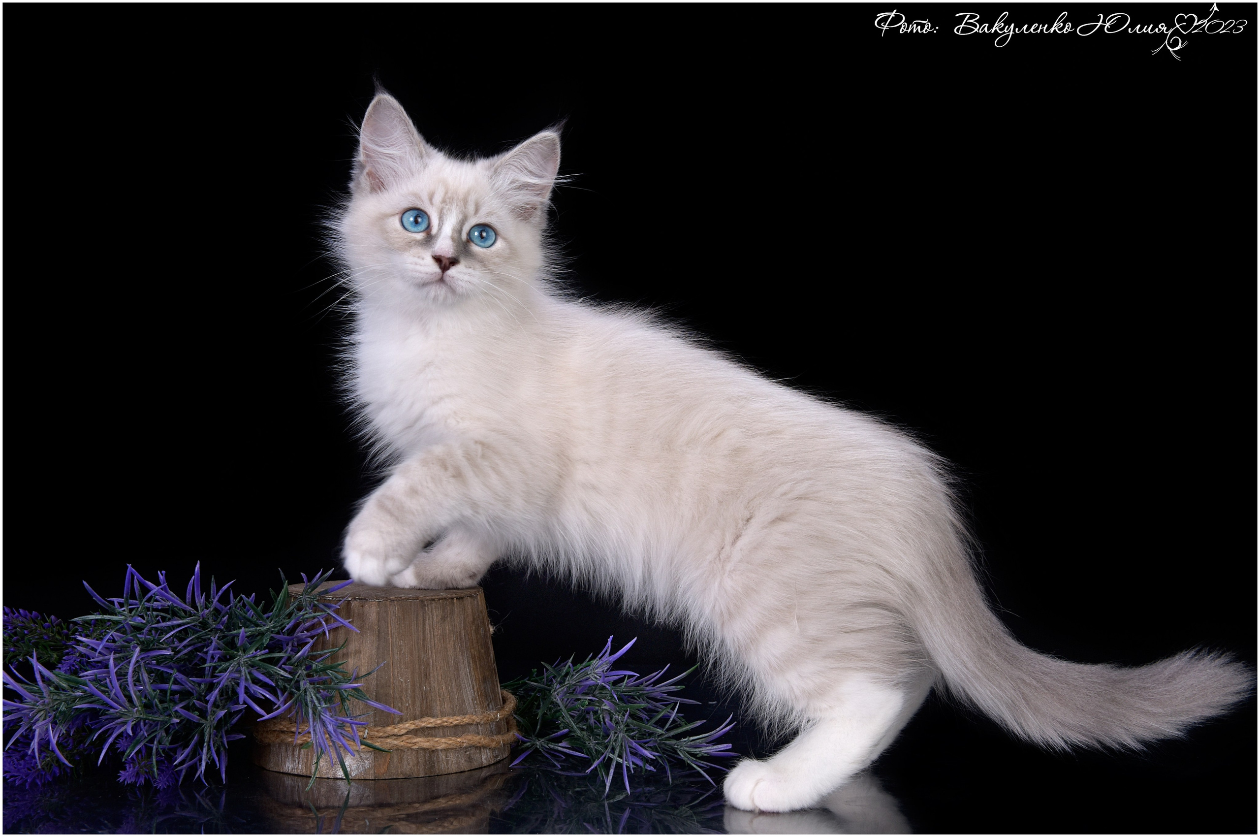 Котята. Фотограф анималист | семейный Юлия Вакуленко, г. Краснодар