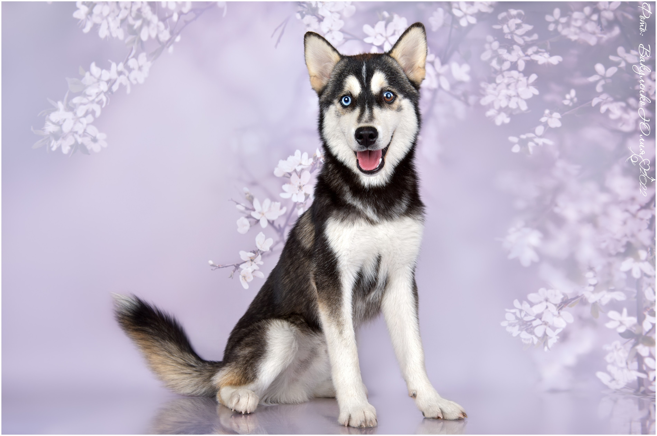 Студийная съемка. Фотограф анималист | семейный Юлия Вакуленко, г. Краснодар