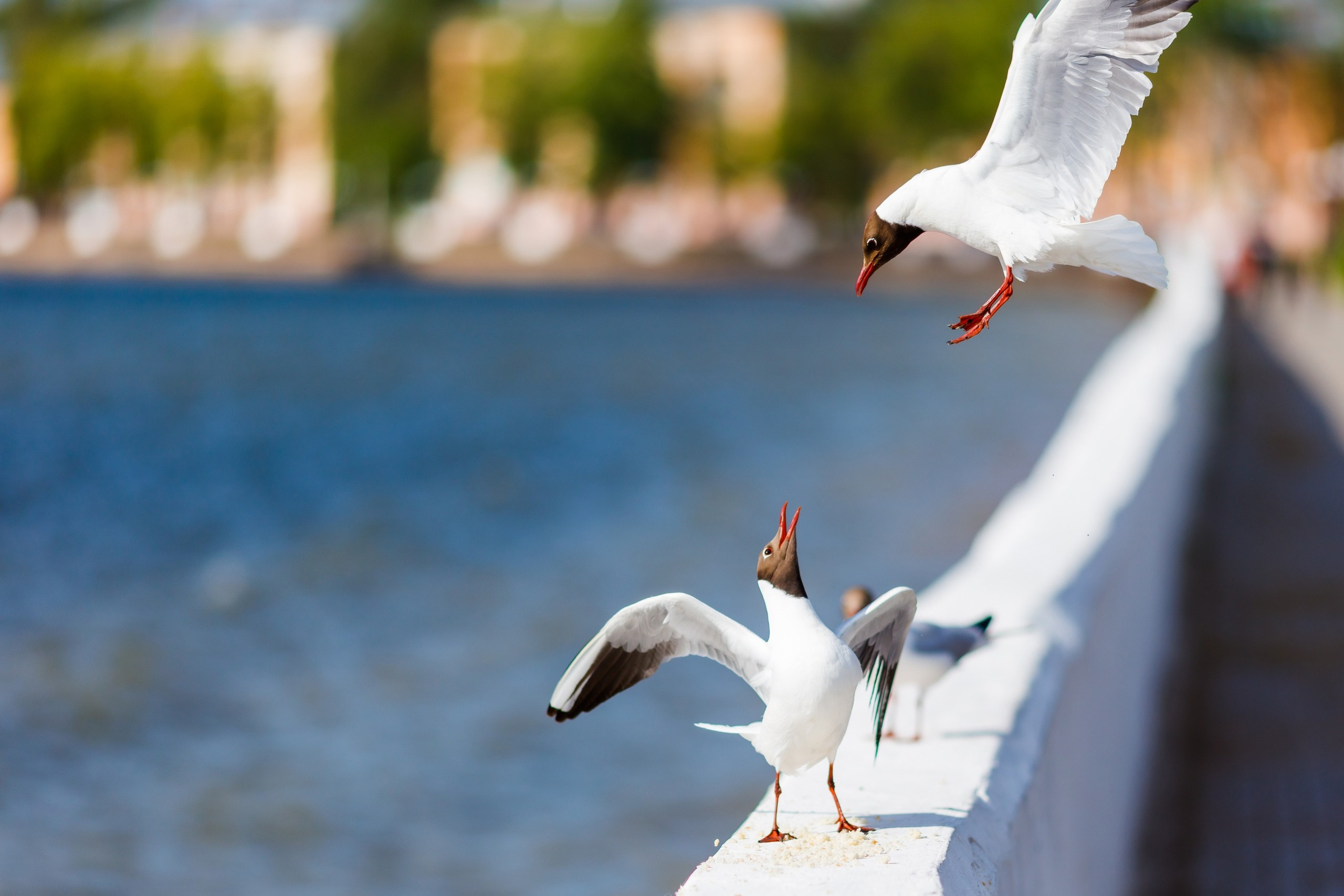 Творчество. Профессиональный фотограф Амир Закиров