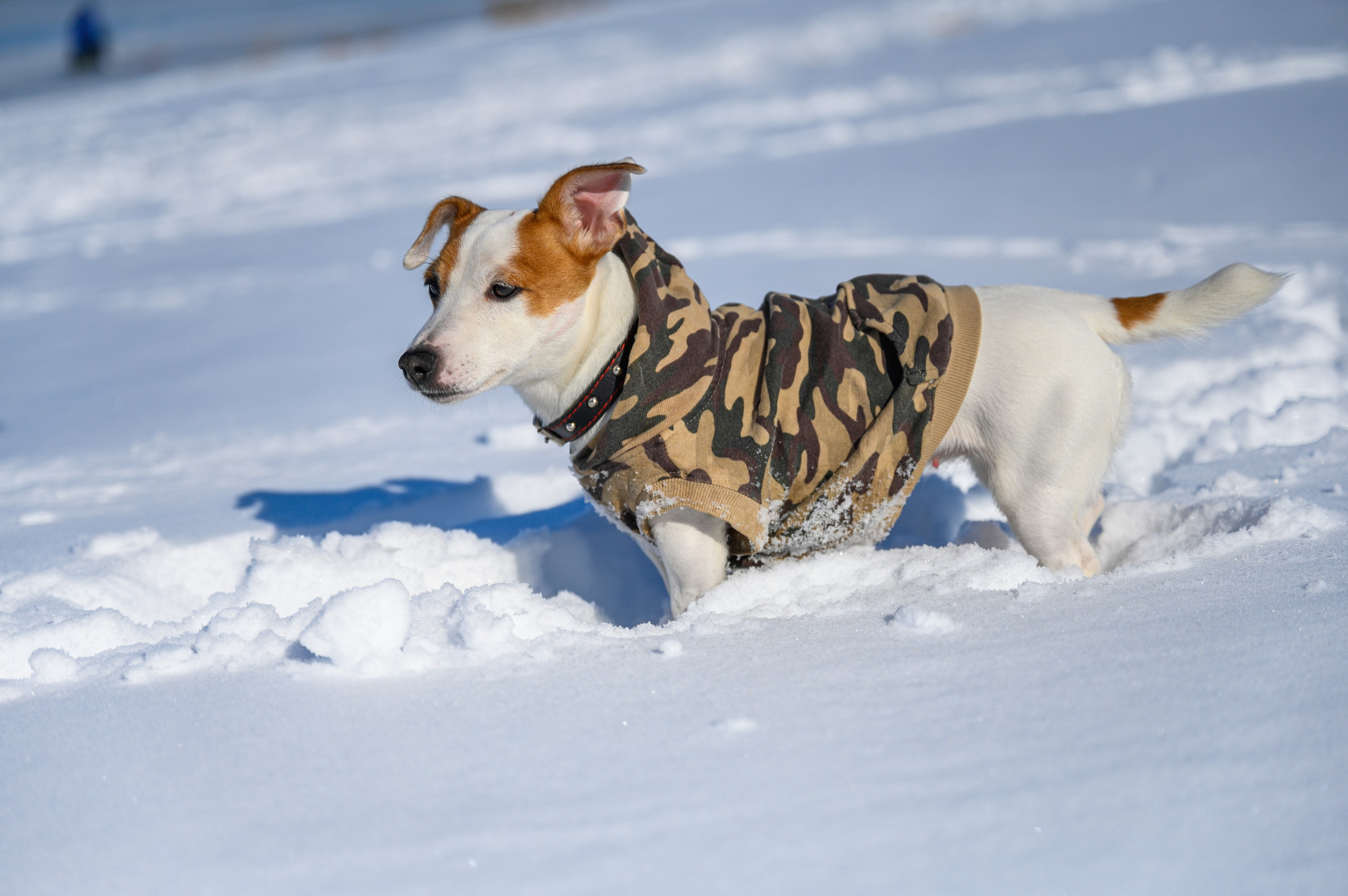 Джек Рассел. Bazarkom-photo.ru Фотограф Виктор Оськин в Старом Осколе