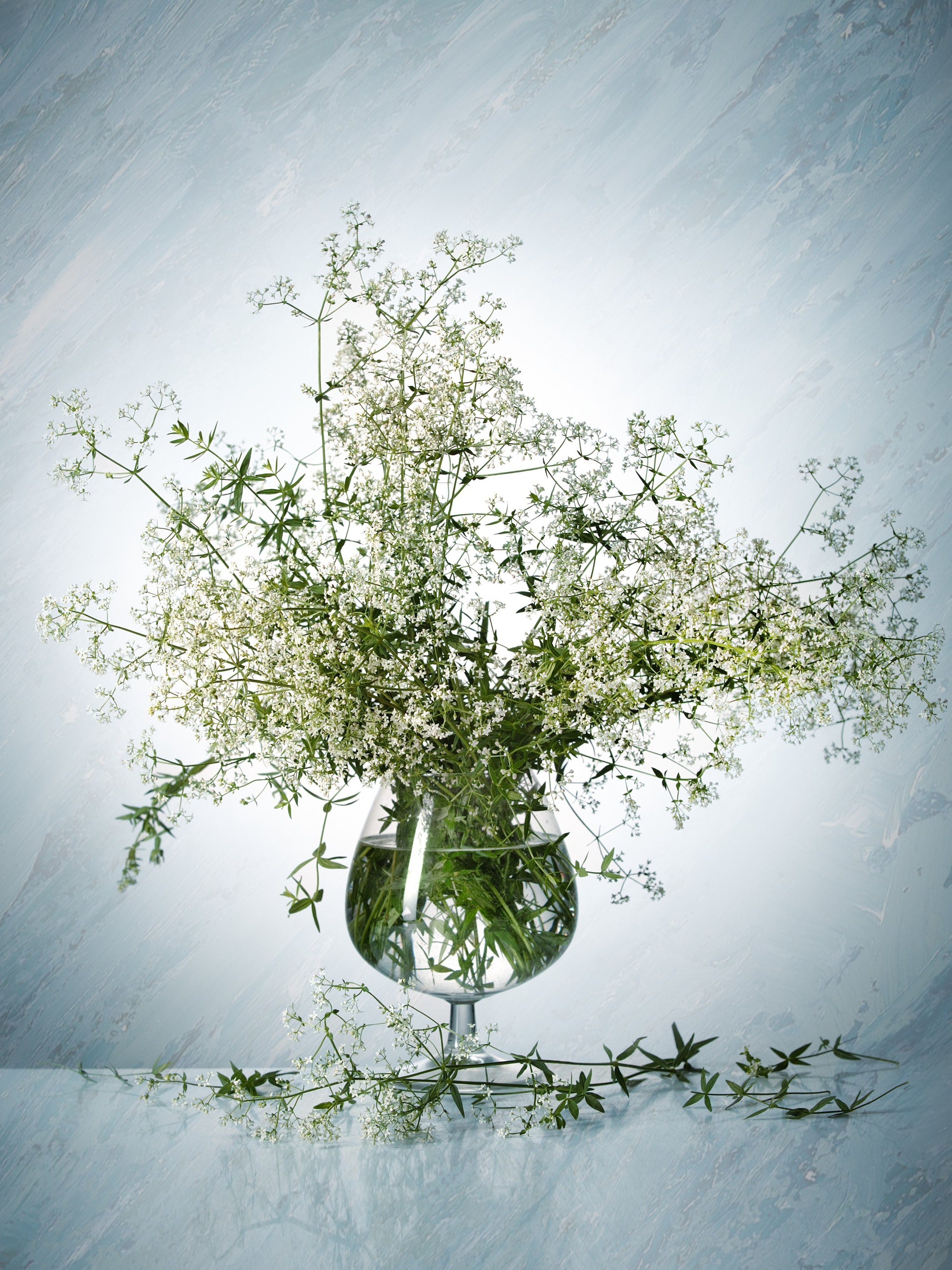 Цветы. Фотограф Мария Кольцова