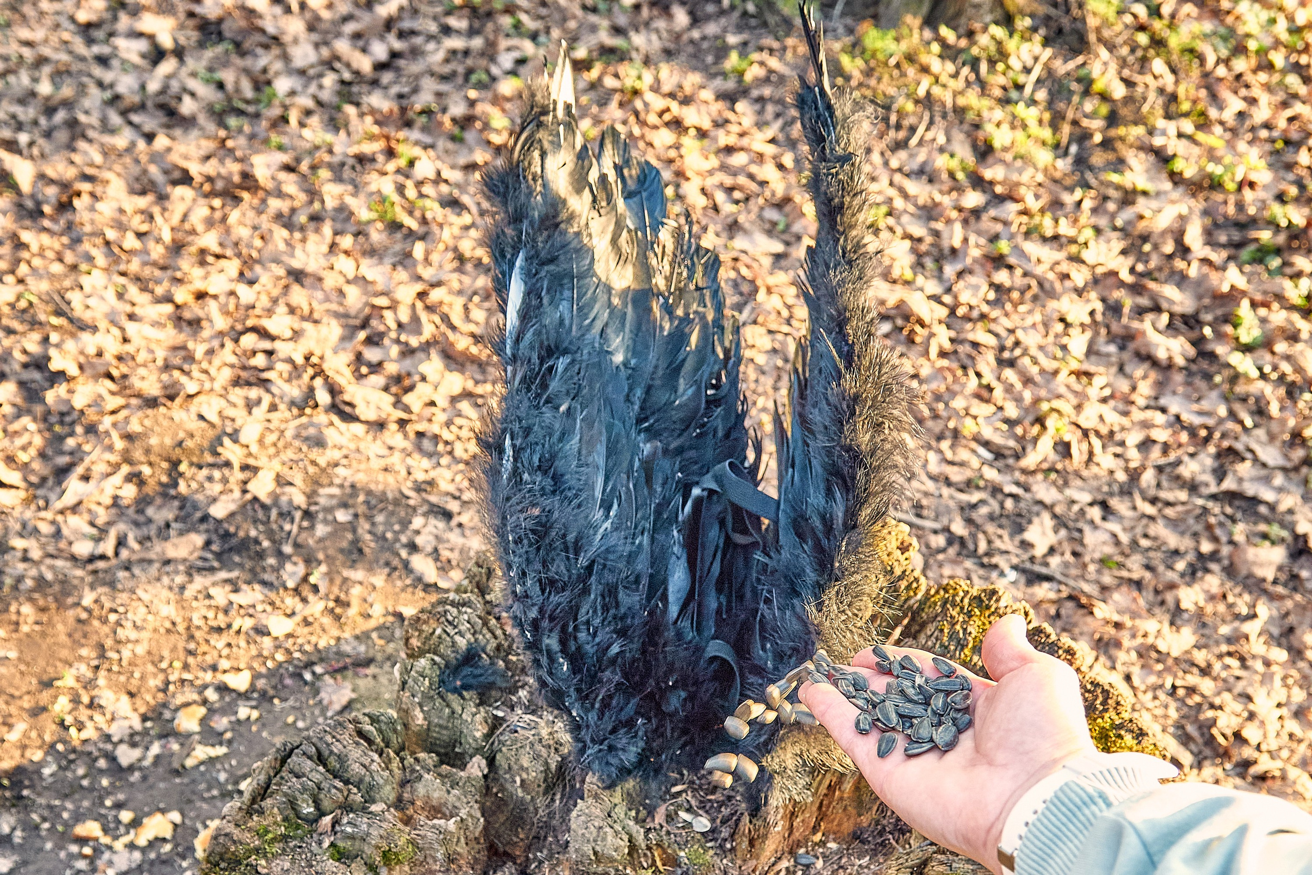 Дорожный дрём. Фотография, фотопроекты