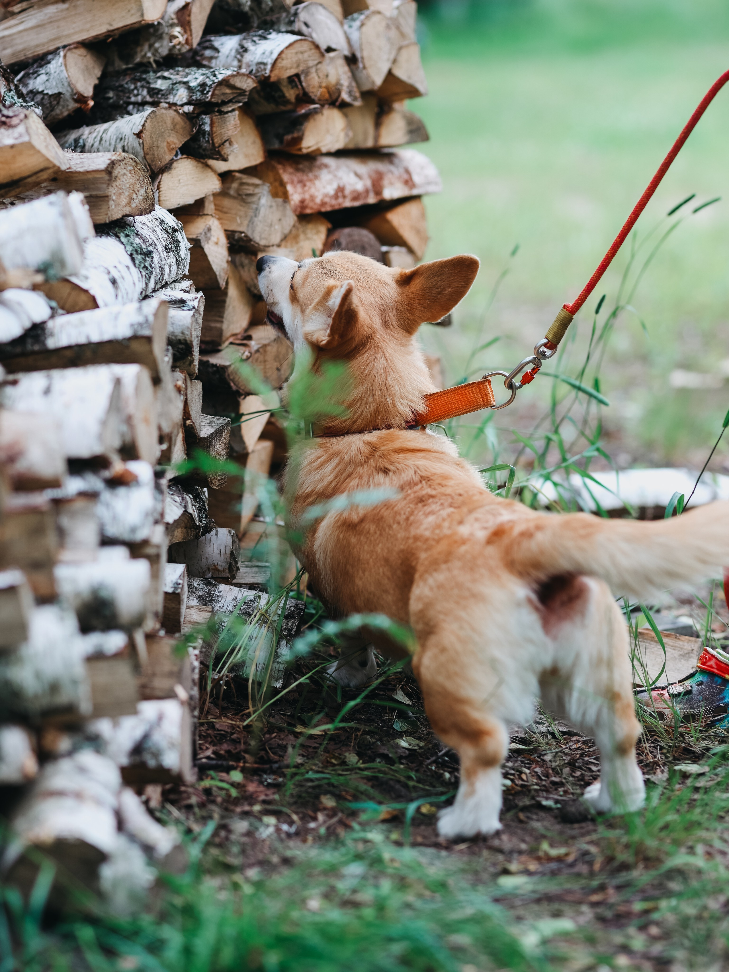 Лагерь ноузворк. Фотограф-анималист в Москве Кириллова Татьяна