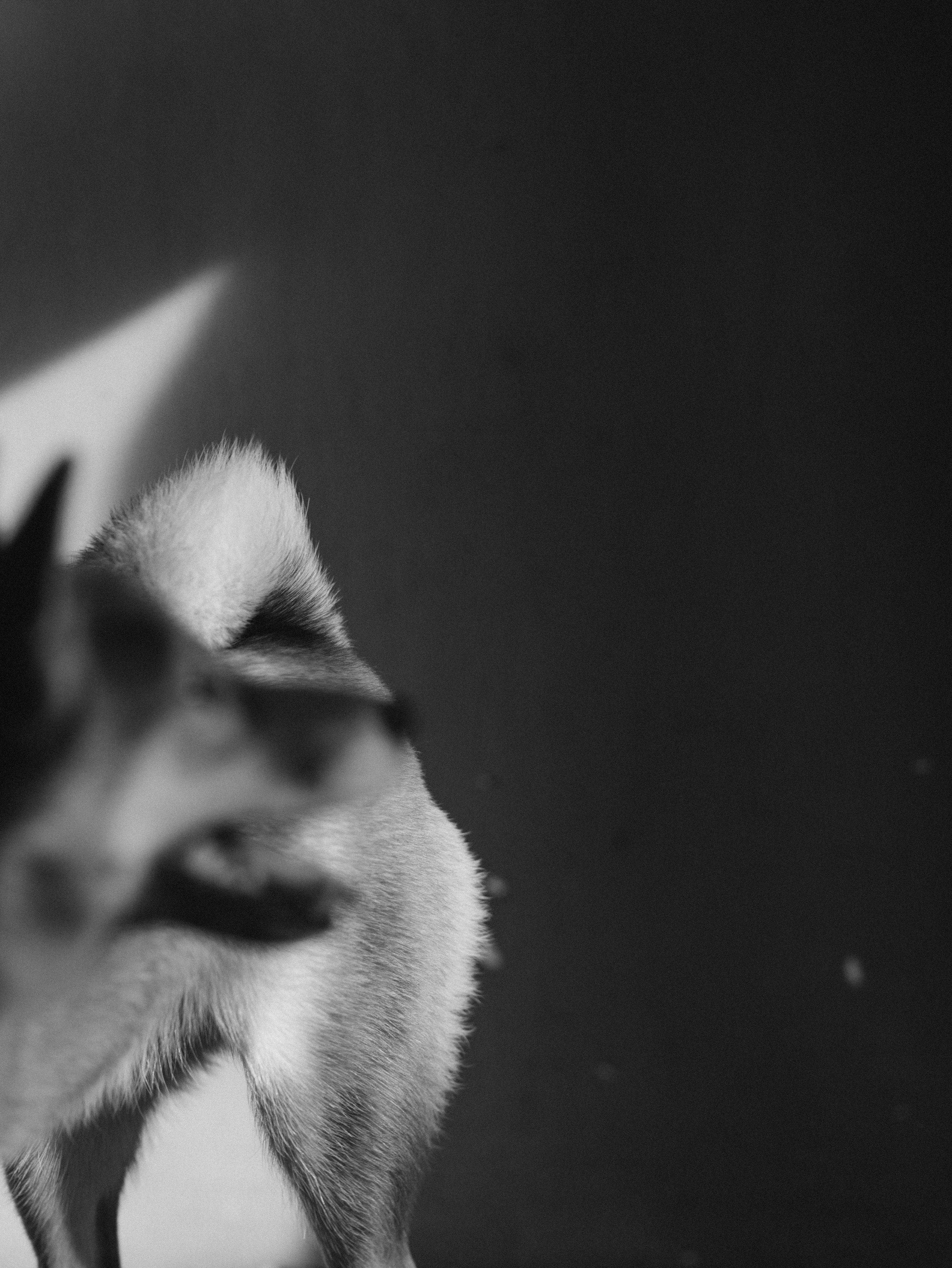 Мика и Настя. Фотограф-анималист в Москве Кириллова Татьяна