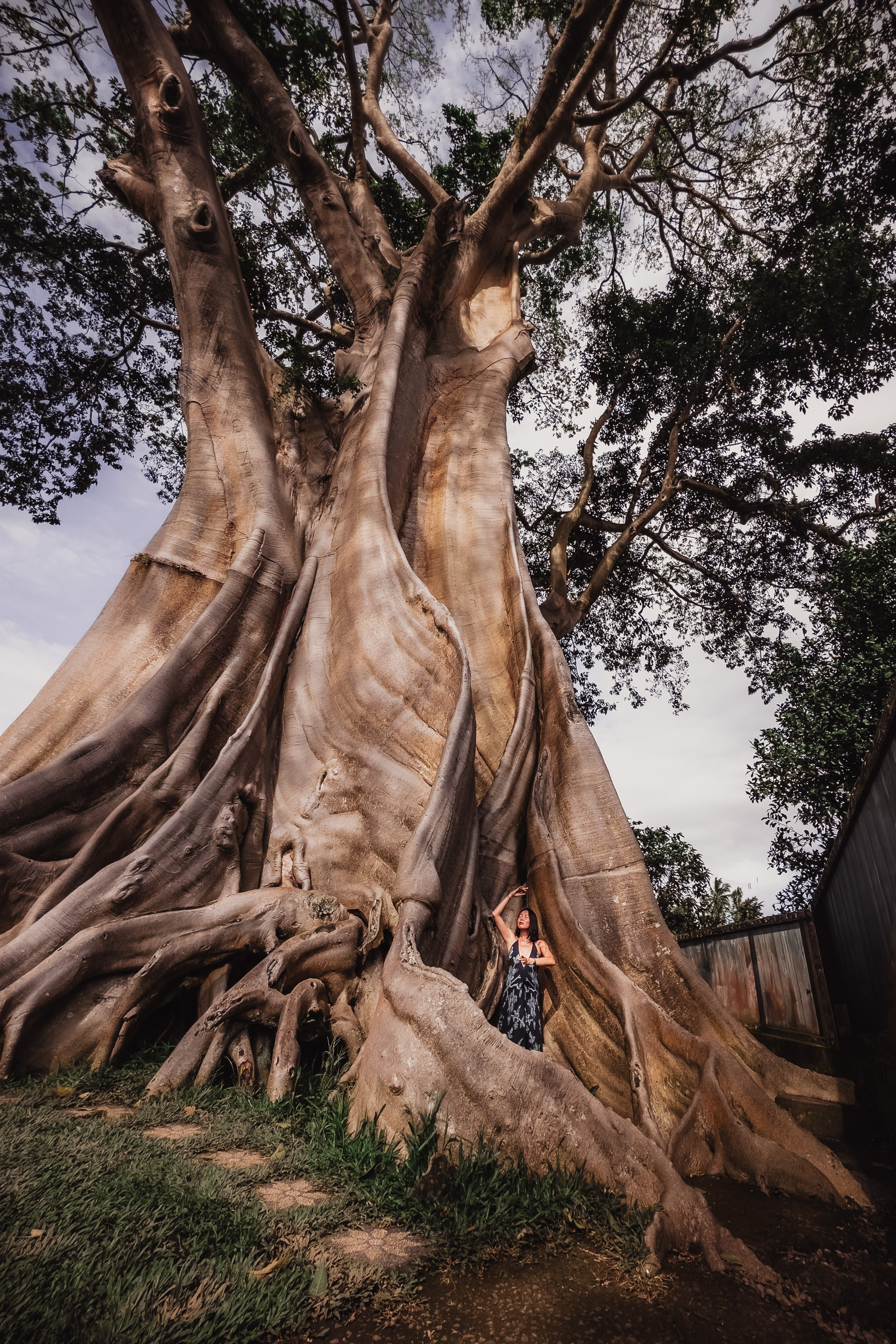 Banyan date. Mariam Bagdasaryan
