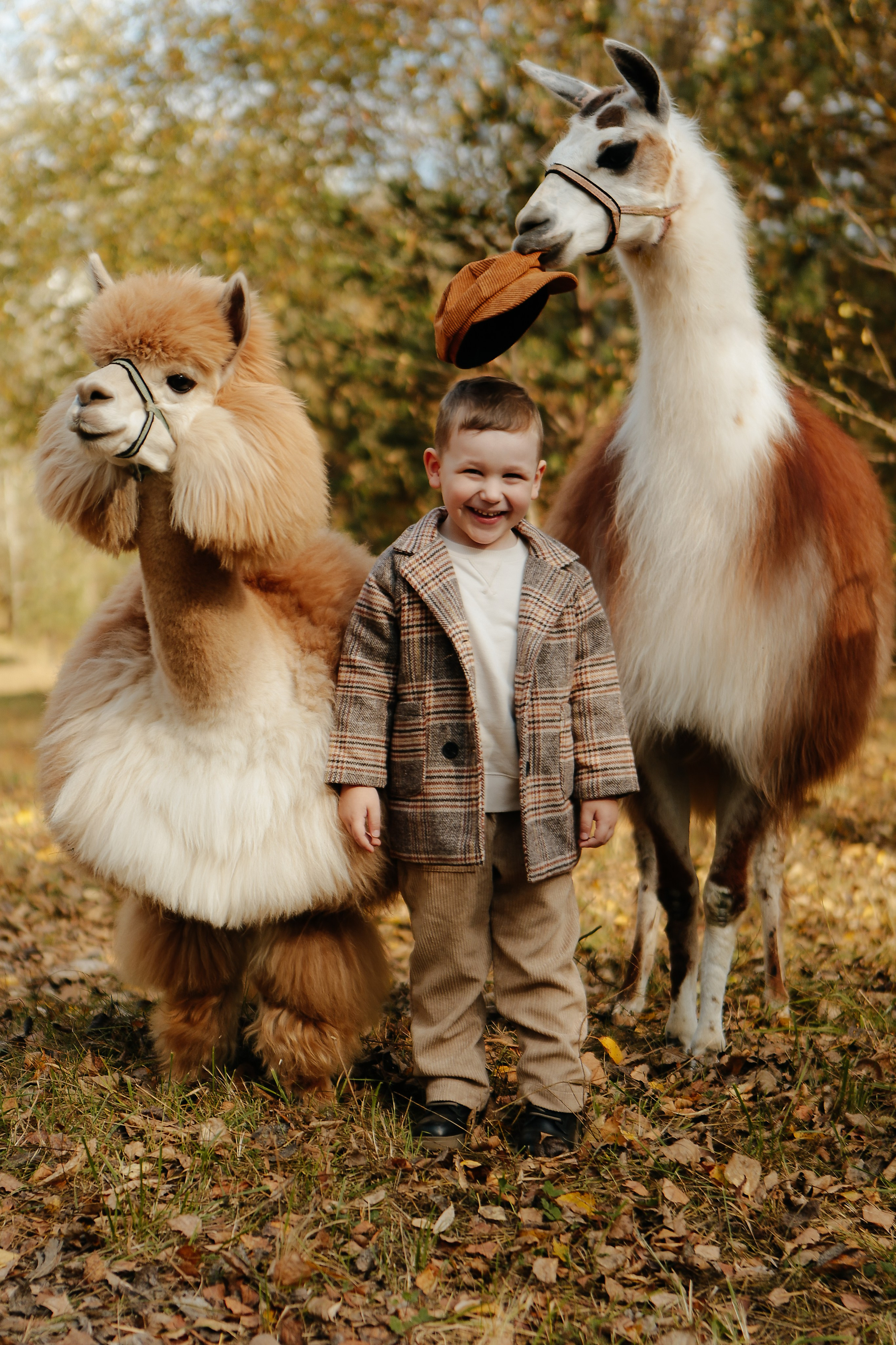 Альпаки. Семейный и детский фотограф в Москве Александра Мак