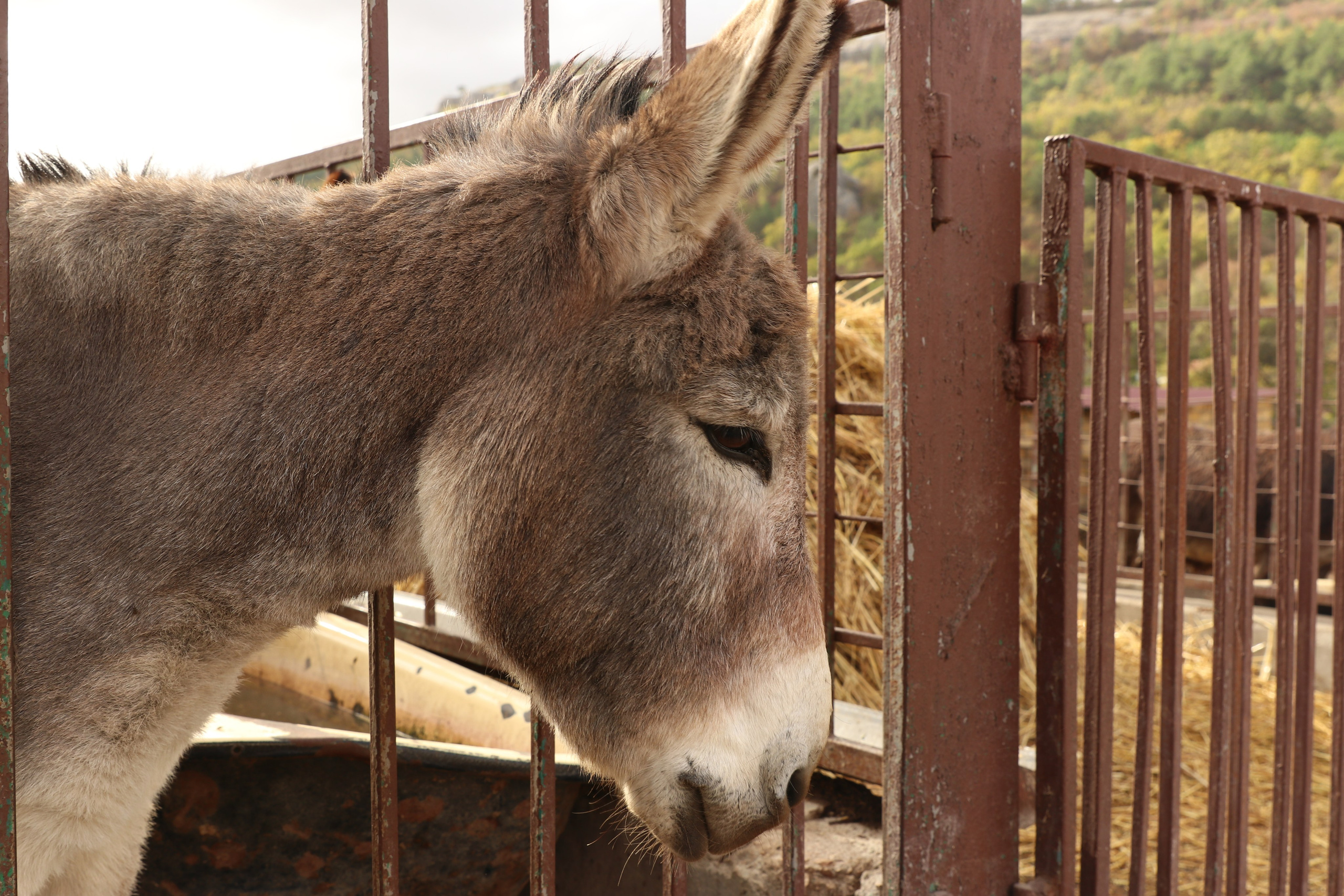 Крым. ЮБК (Гурзуф, Судак и их окрестности). Ноябрь 2023. Путешественник-фотограф из Санкт-Петербурга Татьяна Свистулина