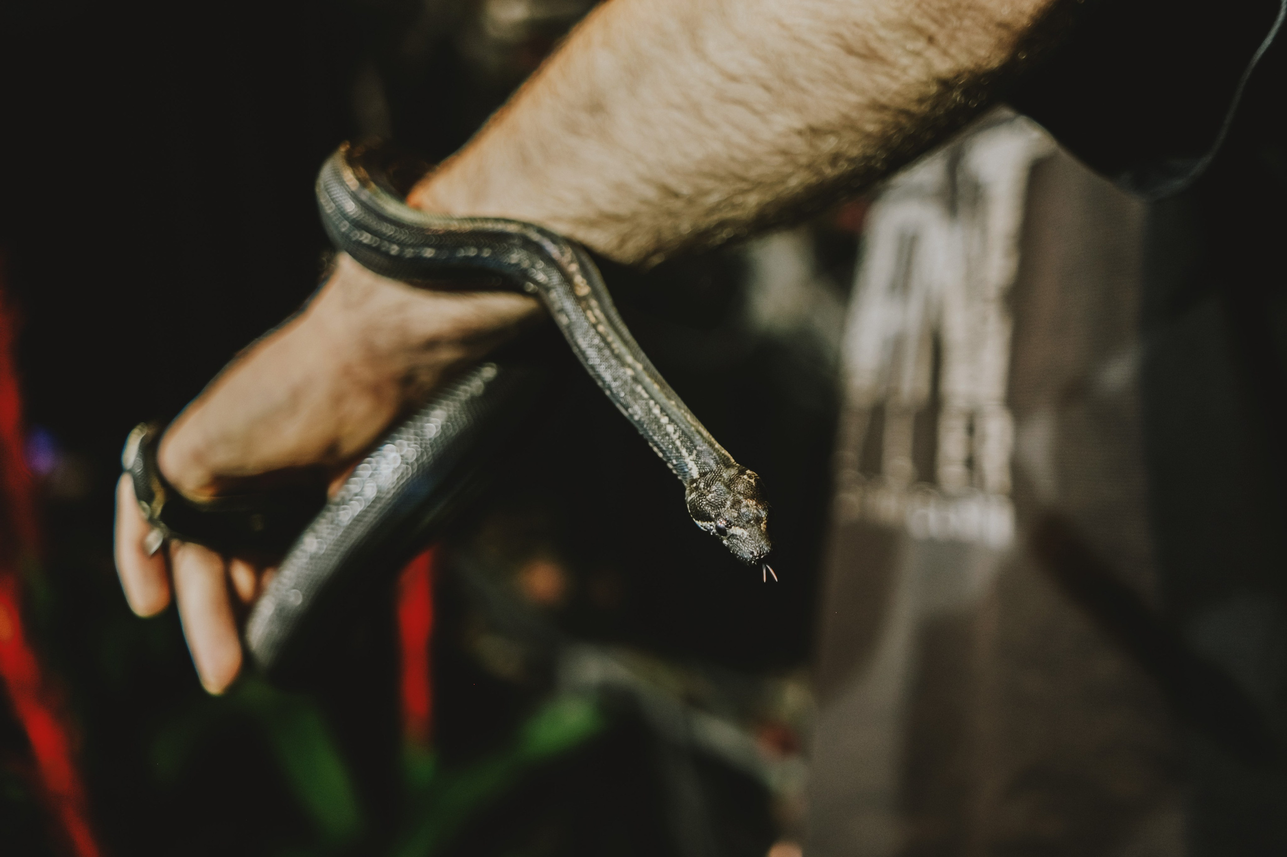 Дом Драконов. Nattie.ph