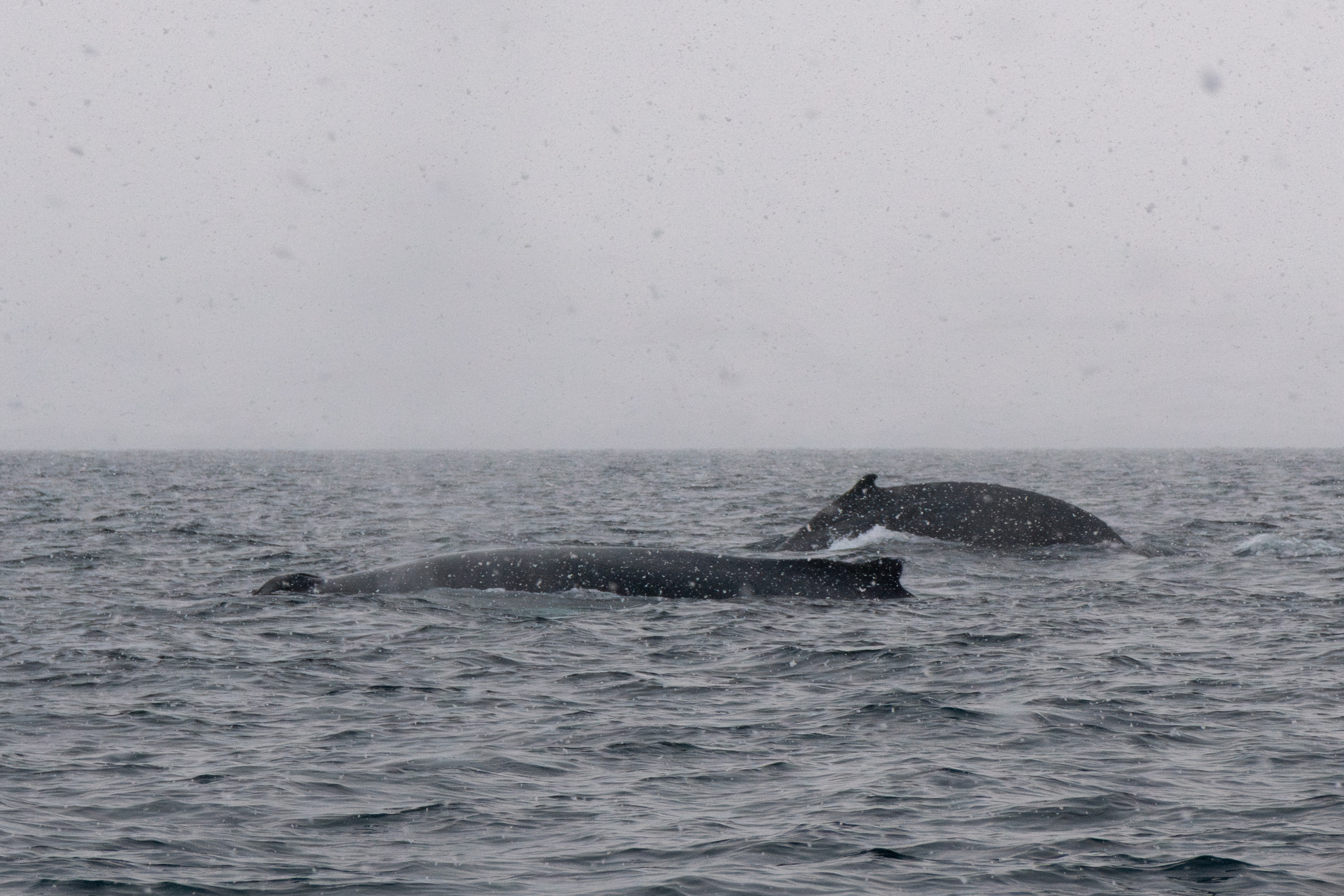 Зима на Кольском полуострове. Daria wanderer photography