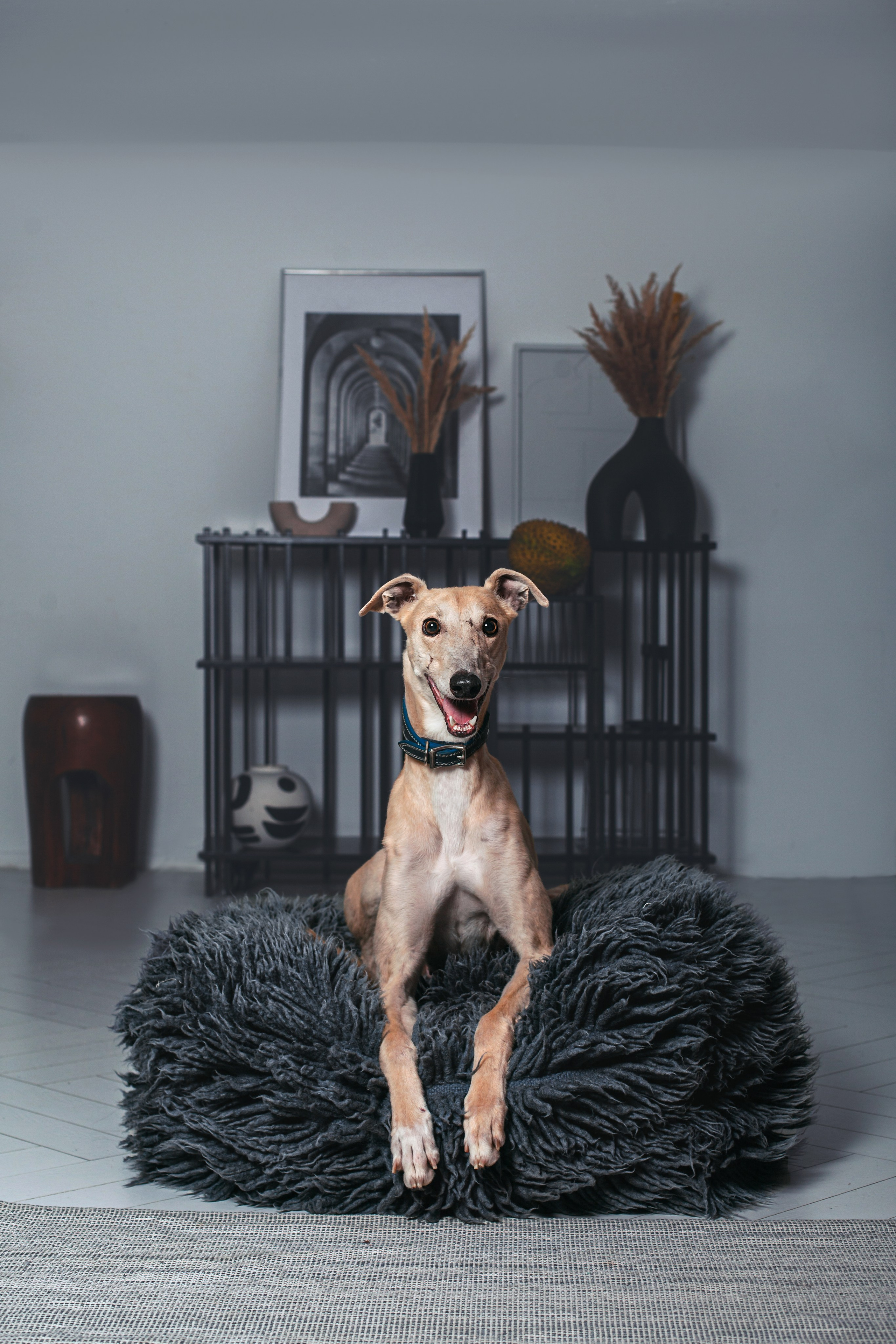 Студийная съемка 2 собак 2024. Фотограф-анималист Татьяна Степанова