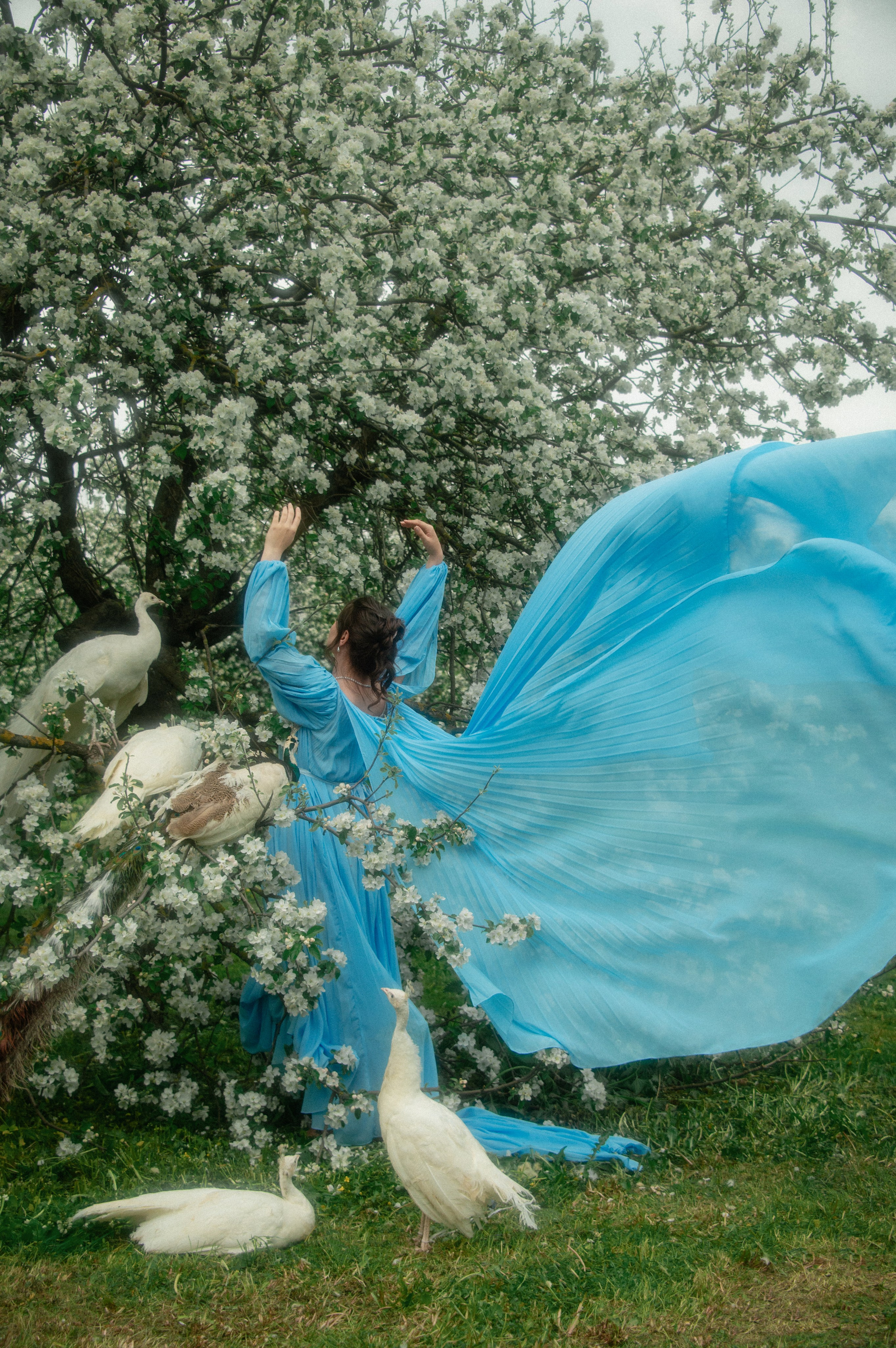 Алена. Съемка с павлинами. Фотограф в Санкт-Петербурге Ковалева Елизавета