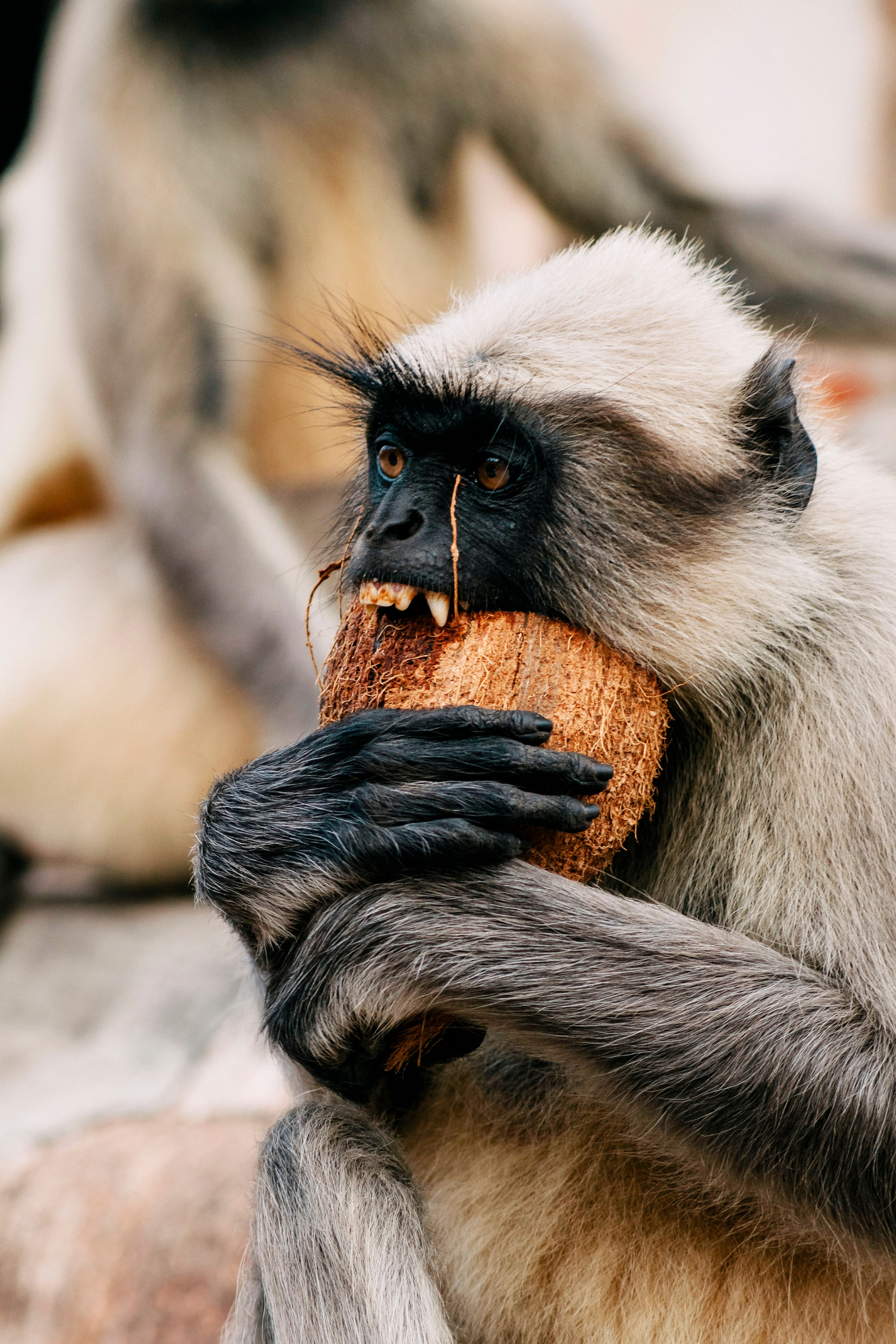 Hampi street. Iraogo