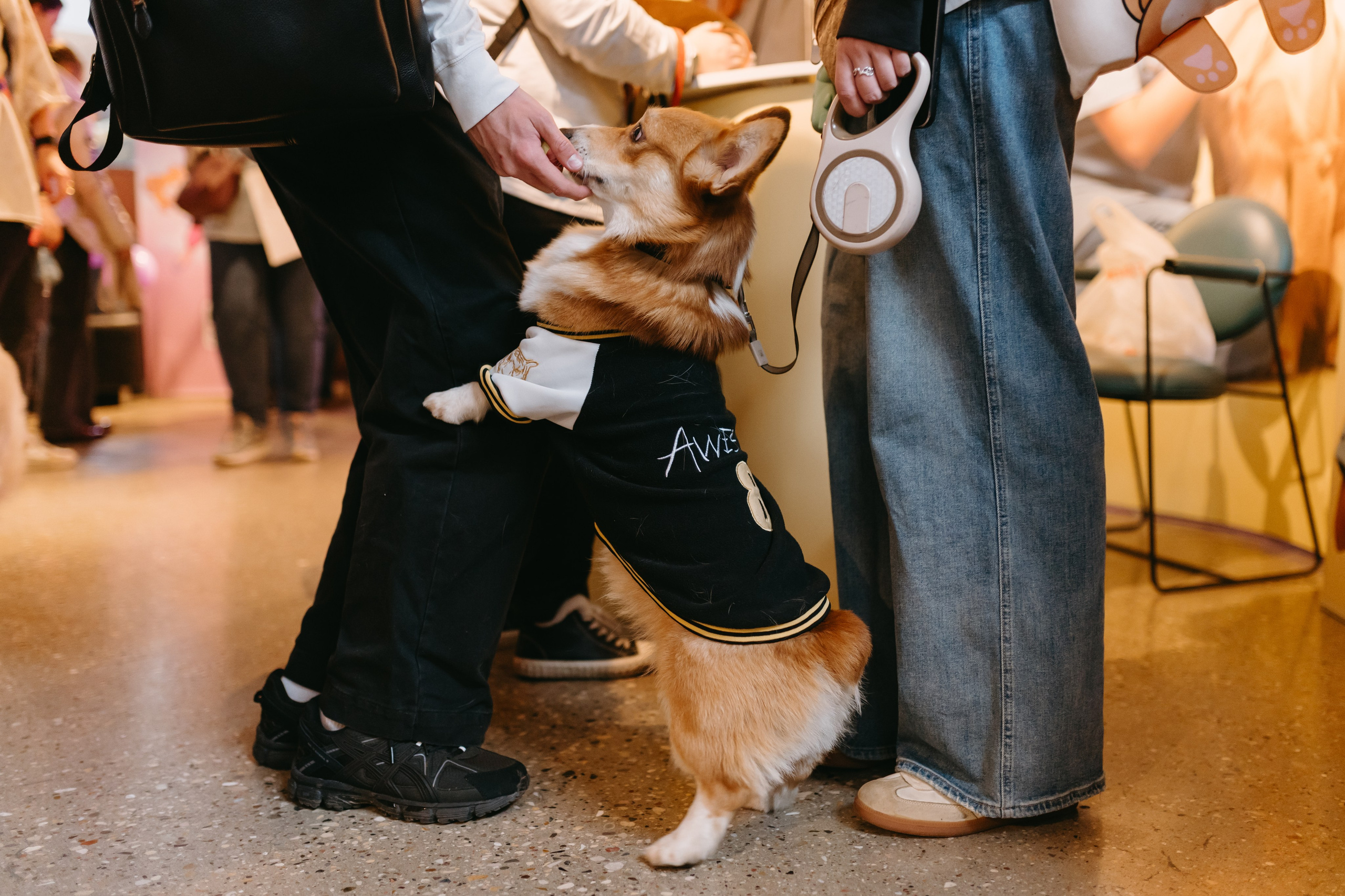 Frisky Dog Day. Фотограф Ирина Авдеева