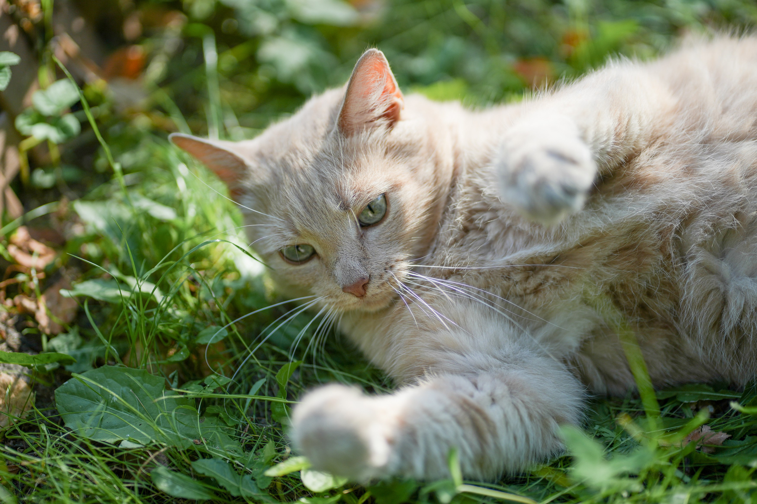 Анимализм. Портретный фотограф Олеся Владимирова в Москве