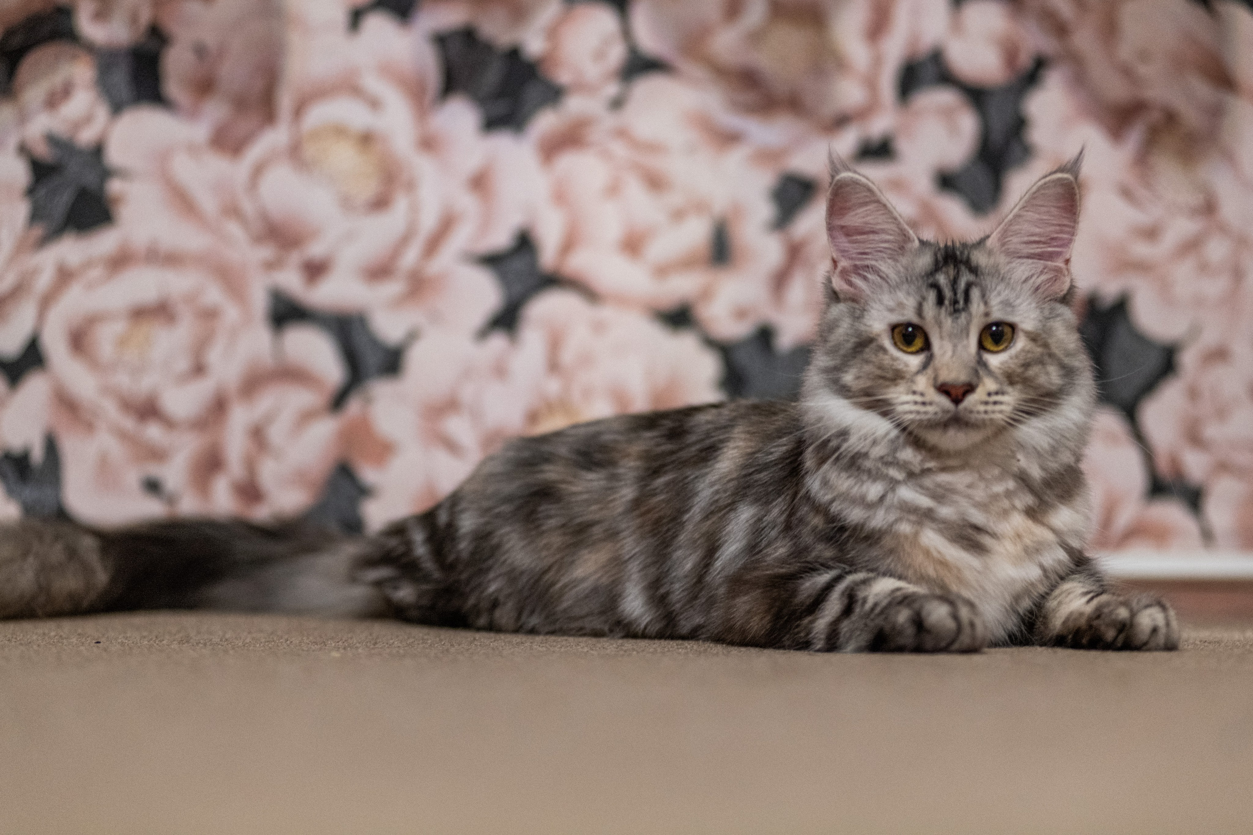 «Белка» — проба на tilt-shift 24 мм. Роман Свободный — интерьерная и архитектурная съёмка, Москва и МО