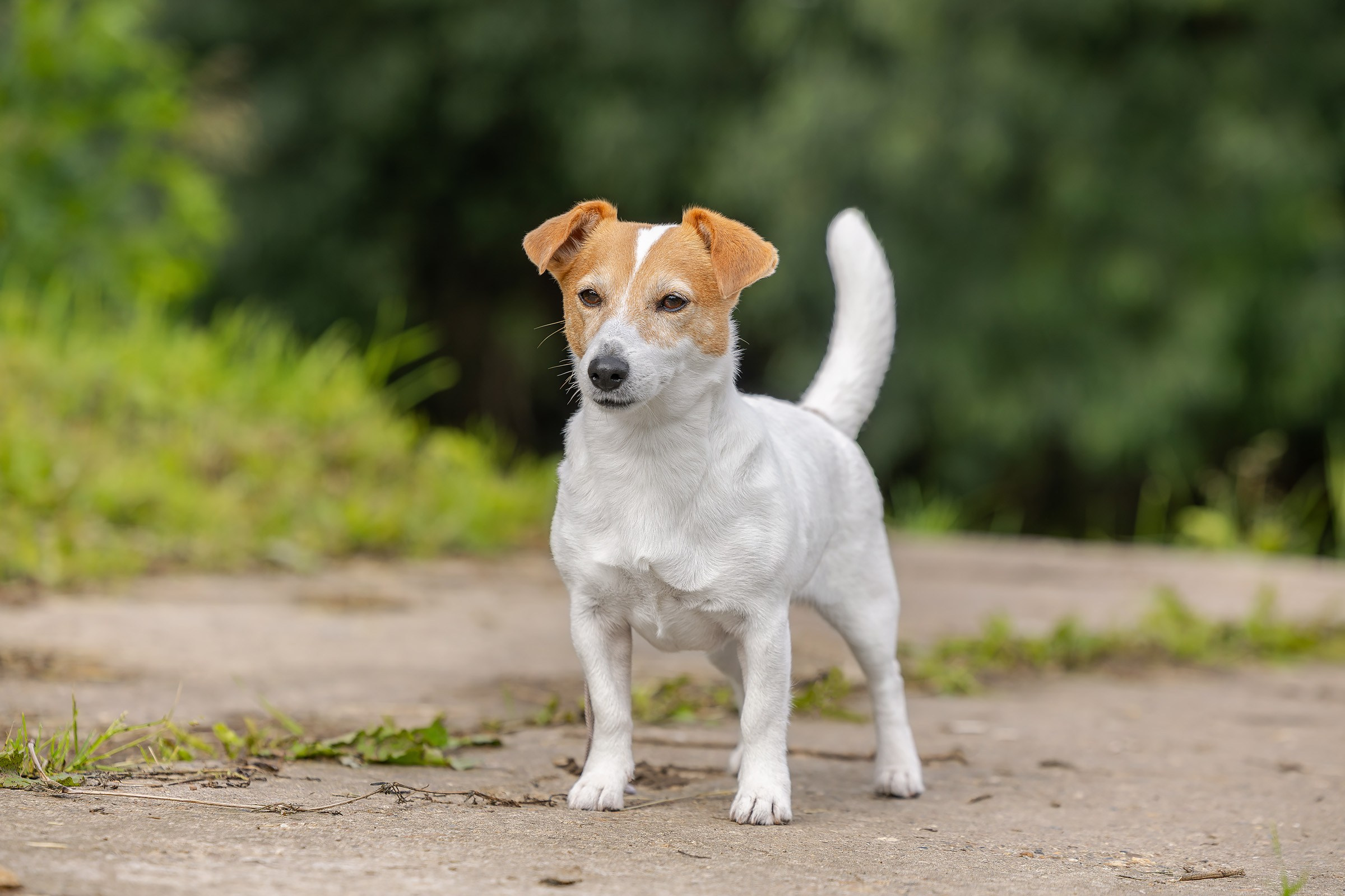 28 июня 2025, Выставка РКФ, г. Кунгур. Htykk_photo