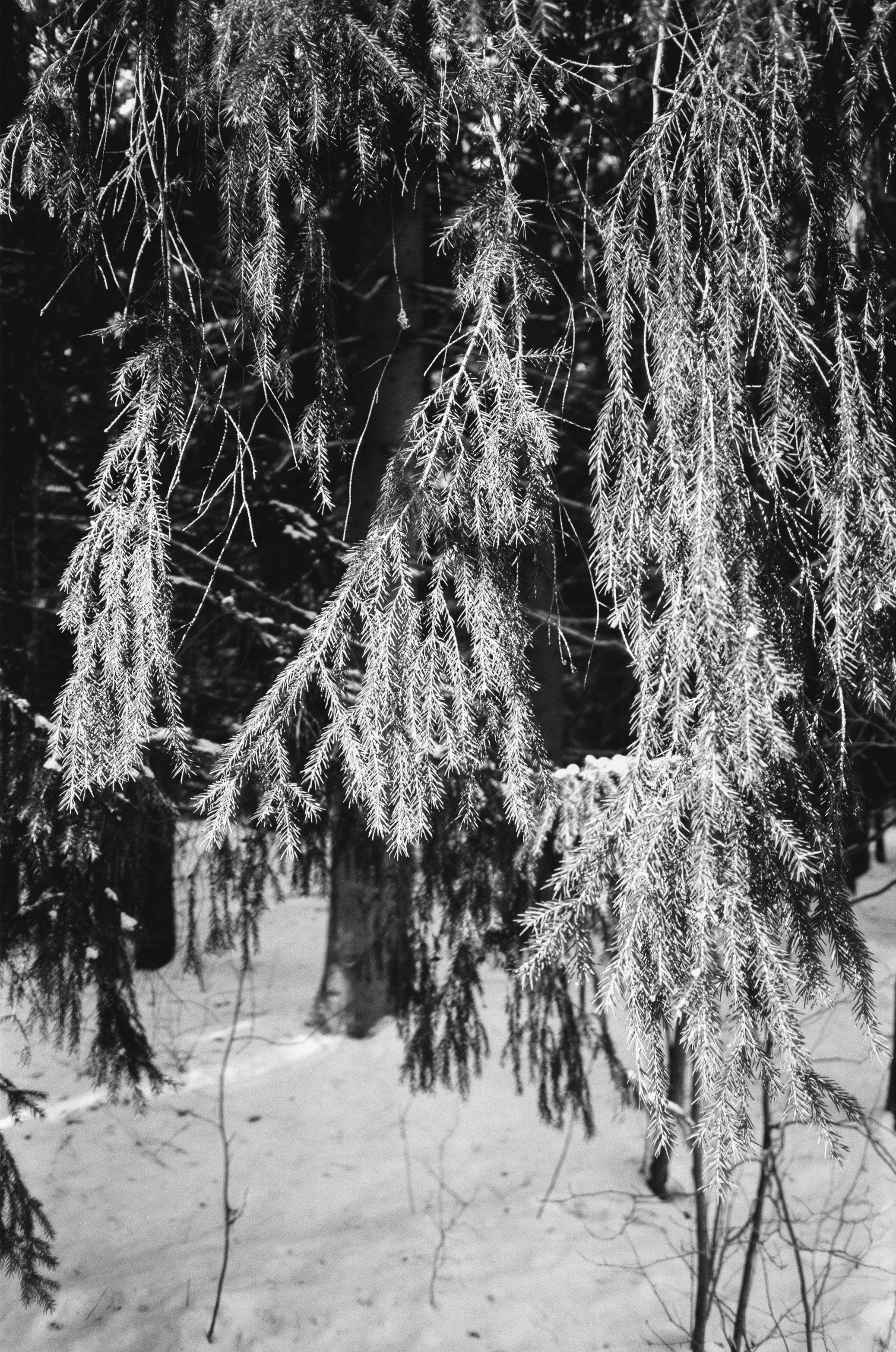 Nikon Action Touch (L35AW) / SFL T-25 / Давыдовское