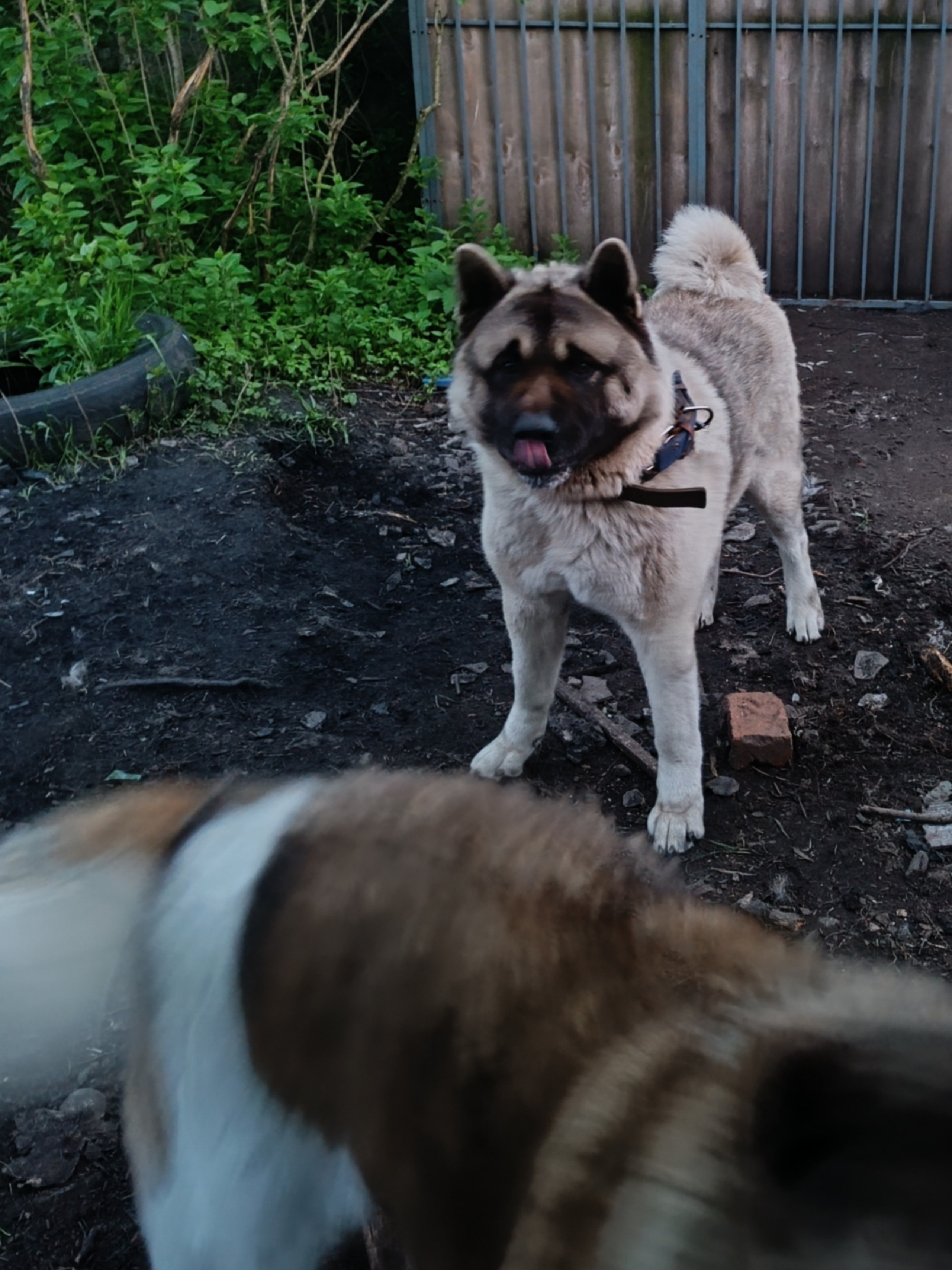 Джексон * TOMO NO KIMI DALLAS KEIL. Американская акита I Сиба ину I Питомник RUBYLIGHT