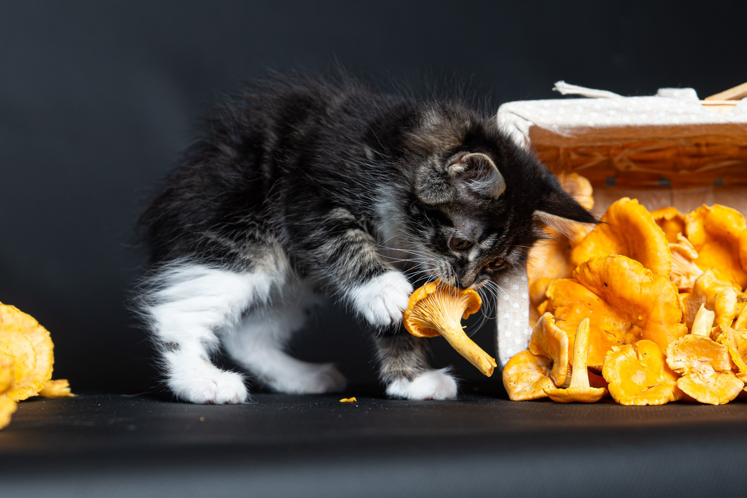 Курильский бобтейл. Фотограф на Камчатке Анна Моргачёва. Семейные и детские съёмки