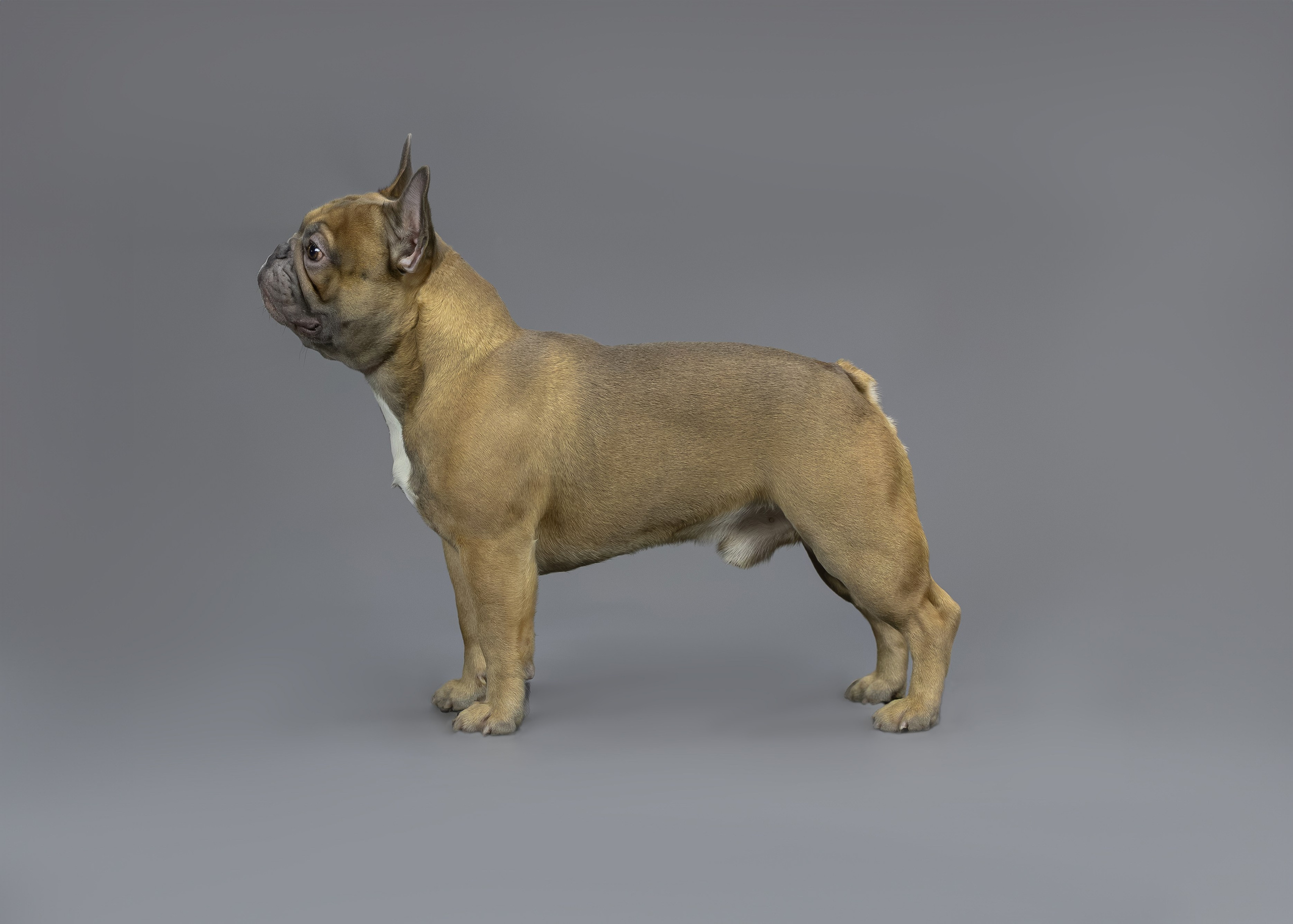 Студия. Главная