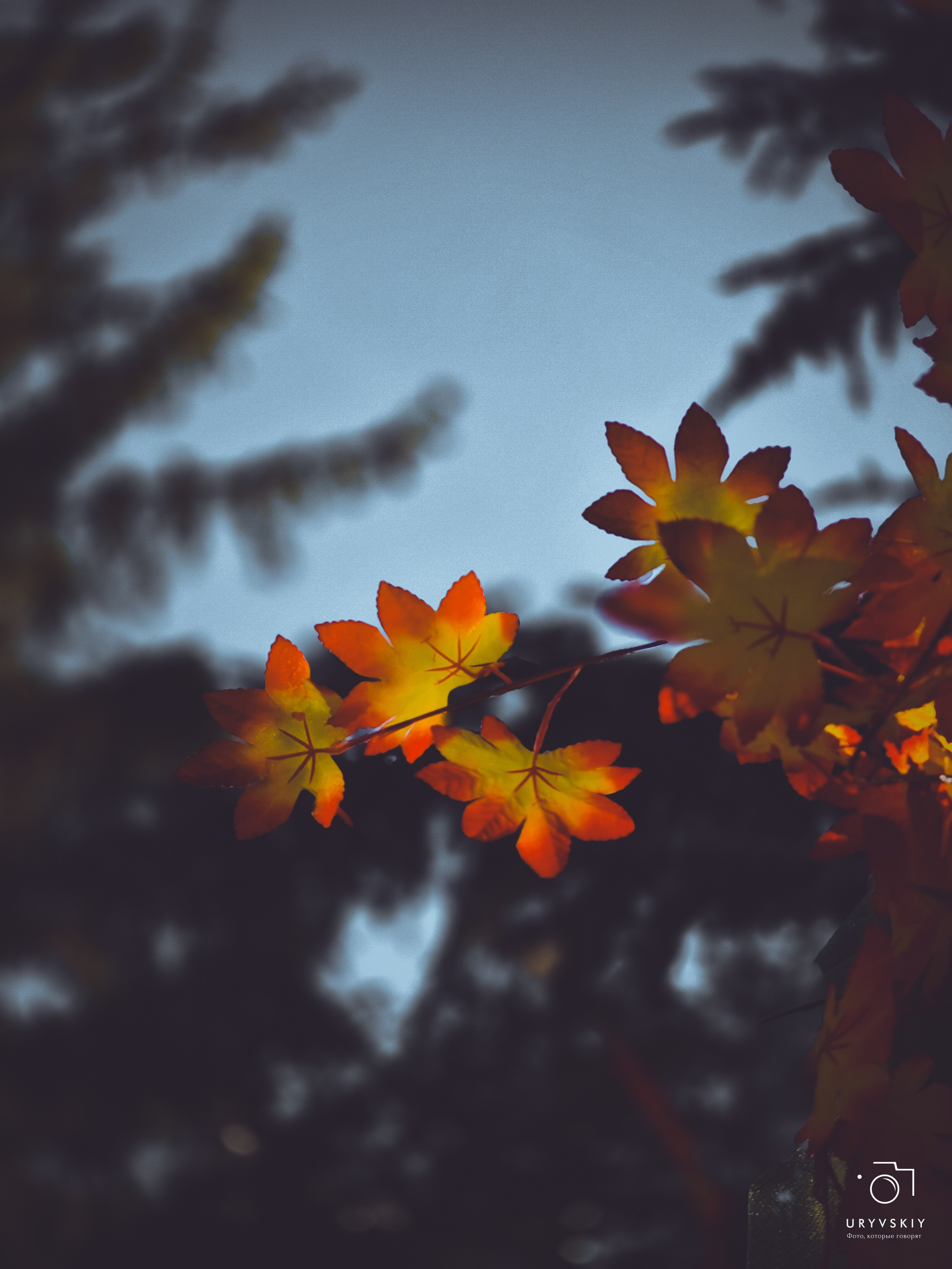 Bellini Осенний маркет. Игорь Урывский. Фотограф Красноярск