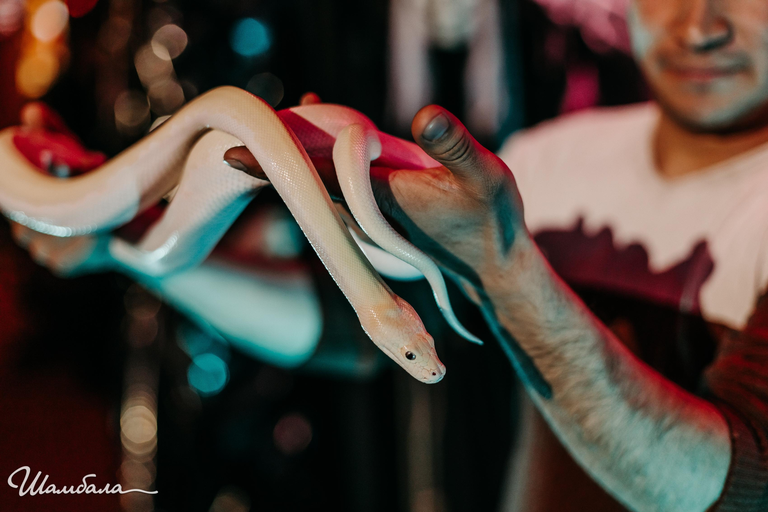 Хэлуин в казино «Шамбала». Свадебный и семейный фотограф Ворожейкин Олег. Фотографирую во Владиво