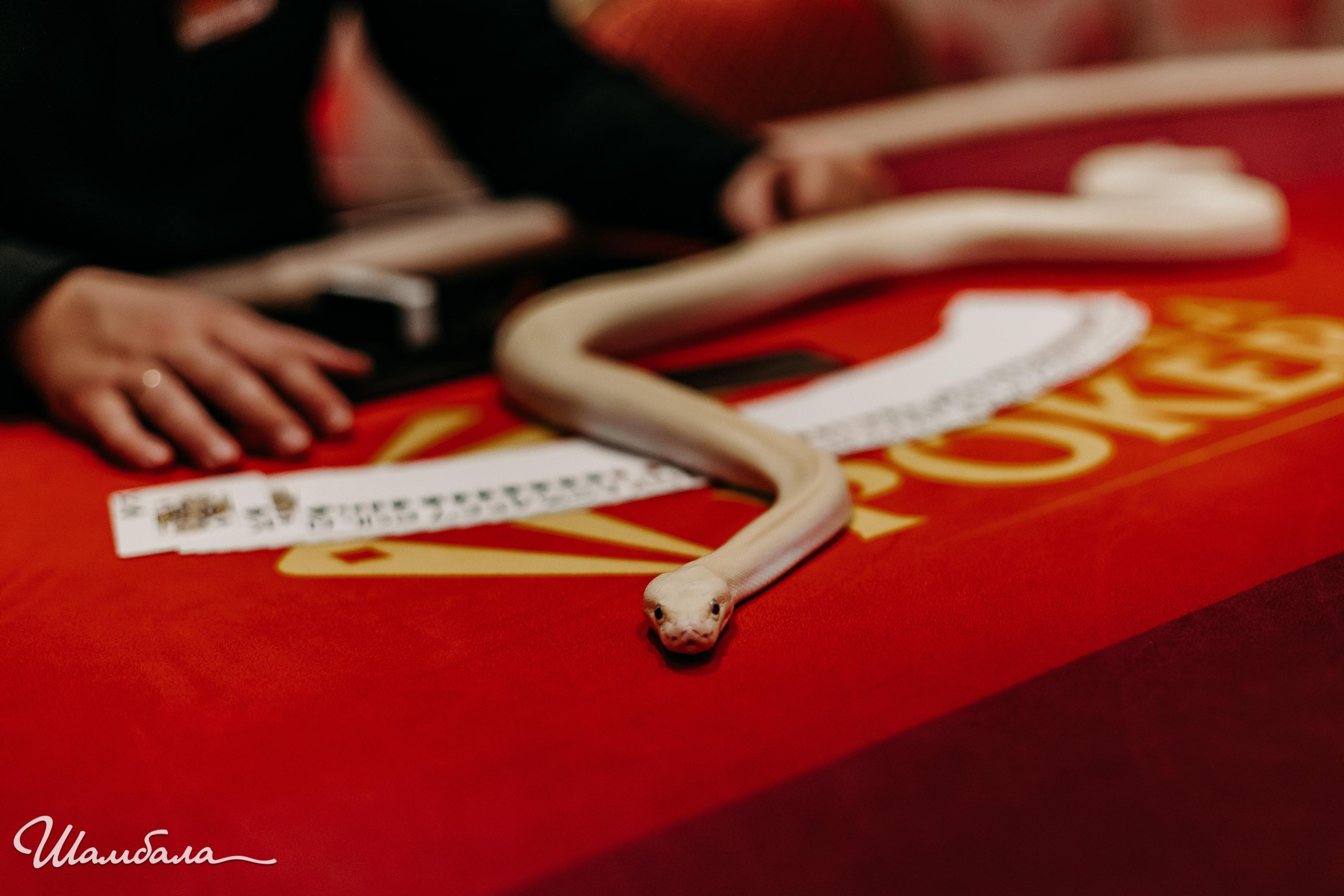 Хэлуин в казино «Шамбала». Свадебный и семейный фотограф Ворожейкин Олег. Фотографирую во Владиво