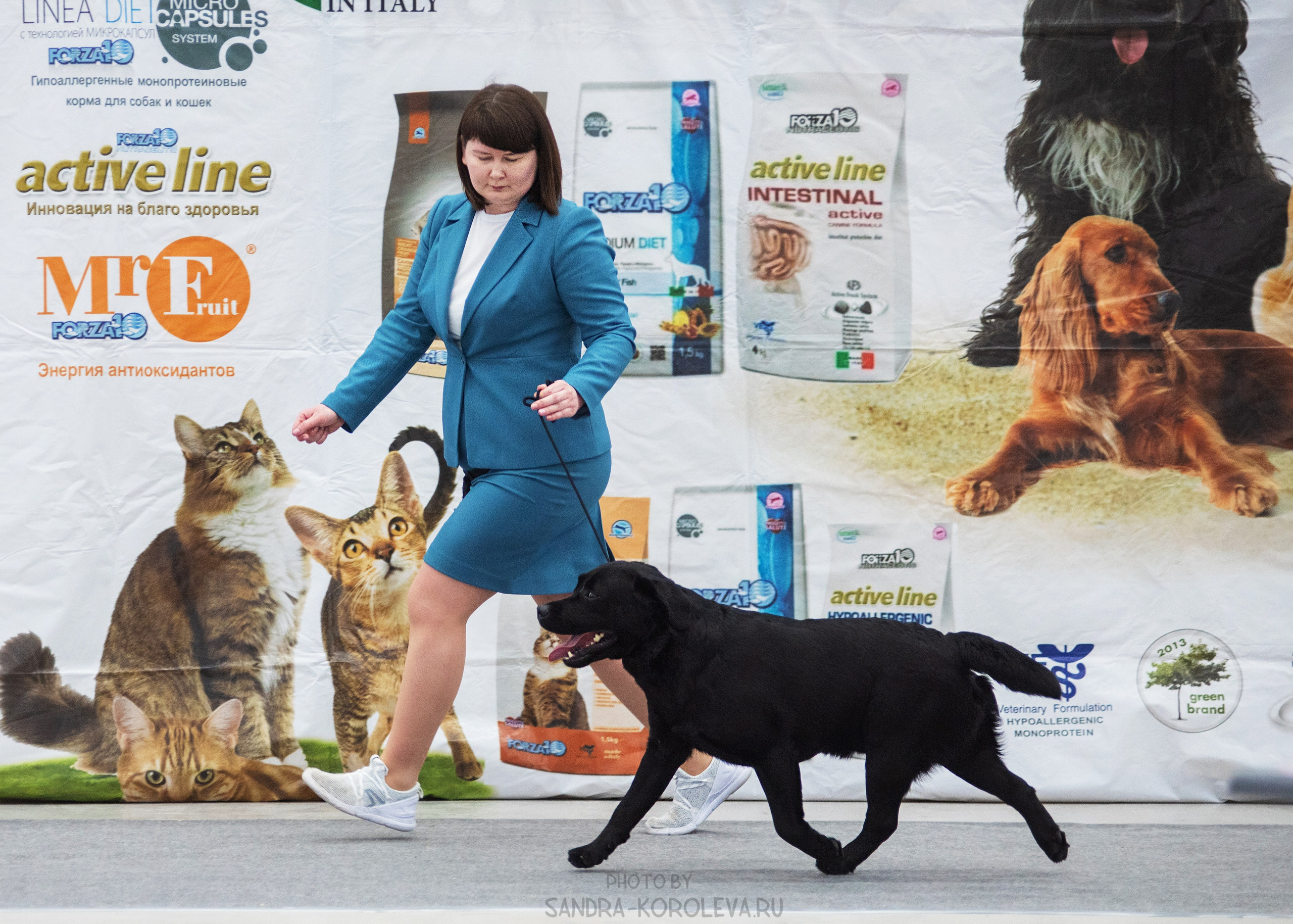 Выставка собак тюмень 14.01.2023. Дог-фотограф в Тюмени Александра Королева