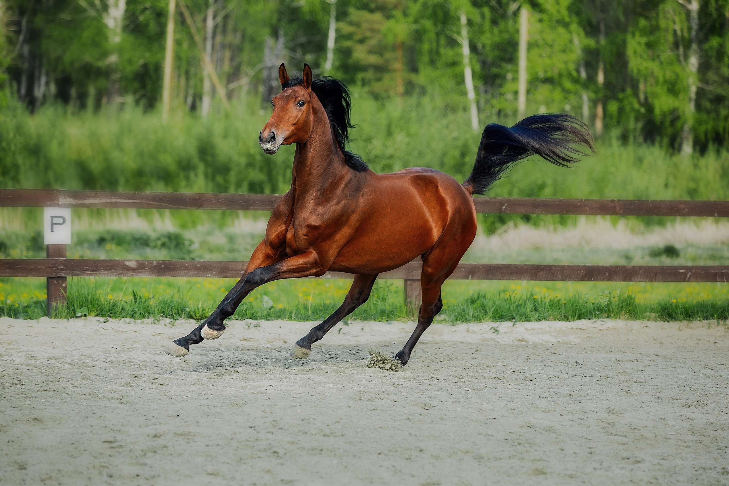 Фотопроект с лошадьми. Фотограф Анималист Наталья Корс Екатеринбург