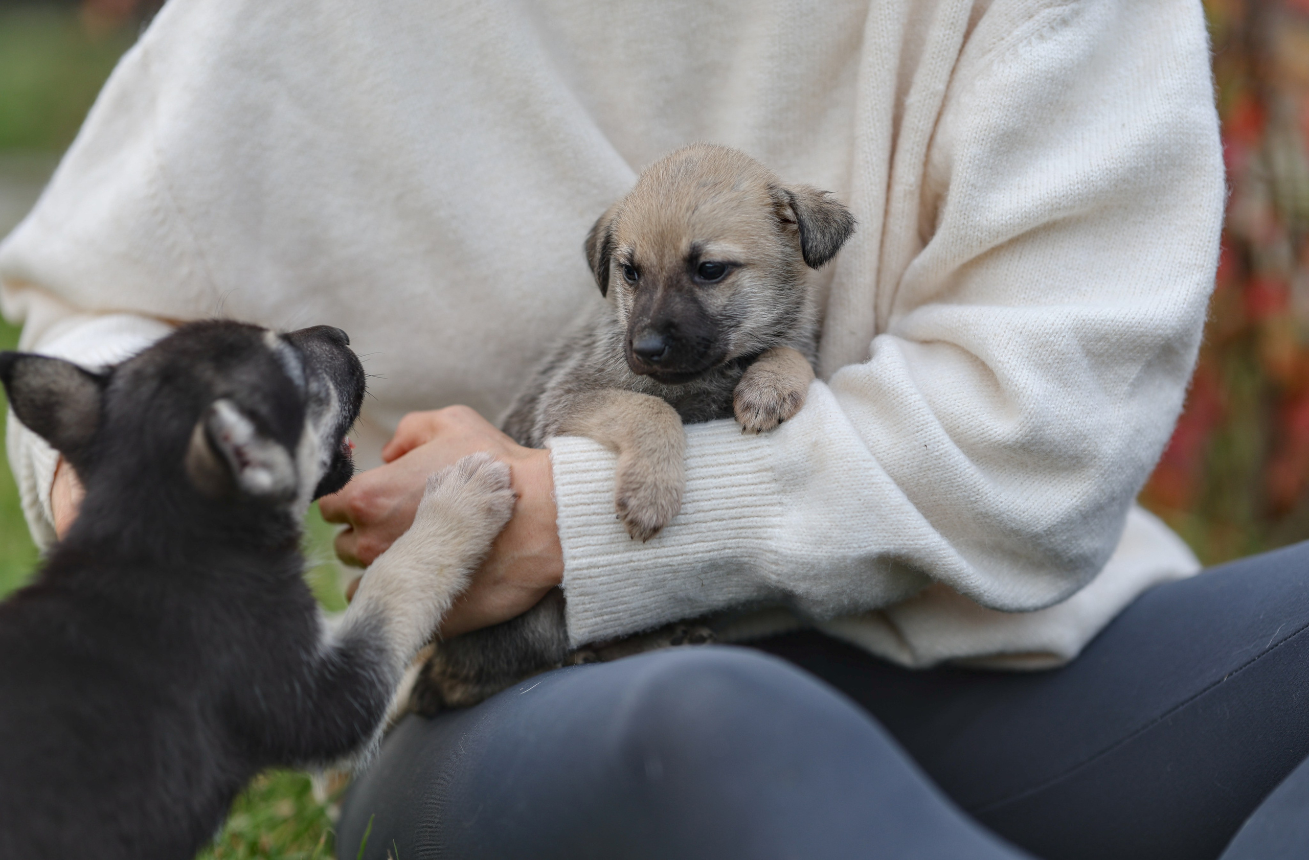 Щенки. Фотограф Максим Татаринов