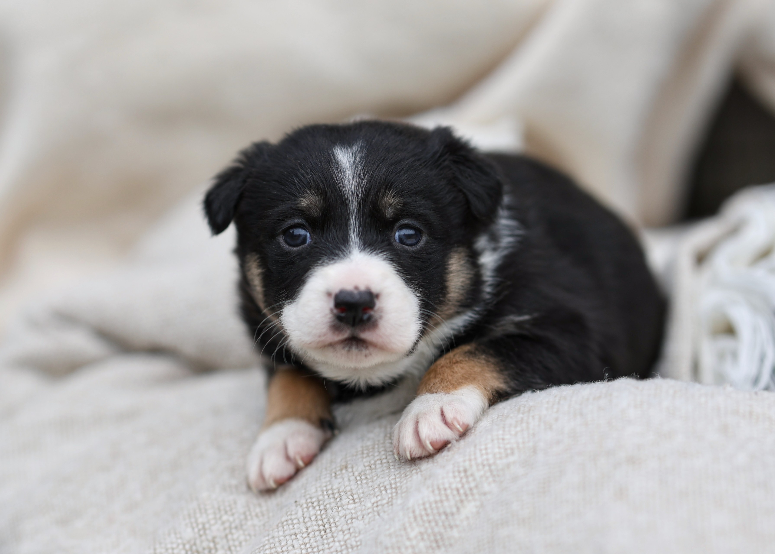 Щенки. Фотограф Максим Татаринов