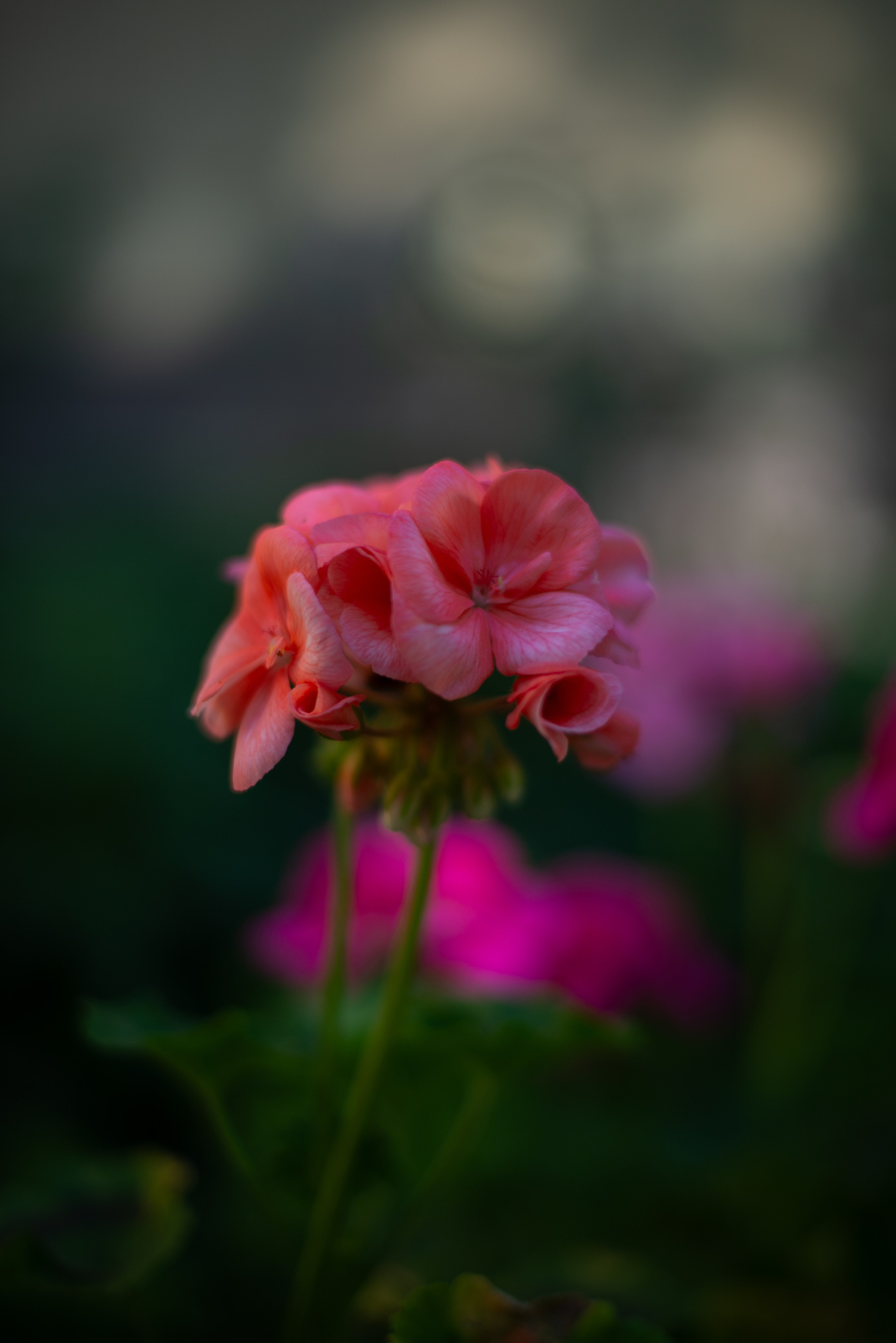 Цветы сада МГУ. Victoria Radjevna Репортажный Фотограф — Видеограф Москва • Санкт-Петербург