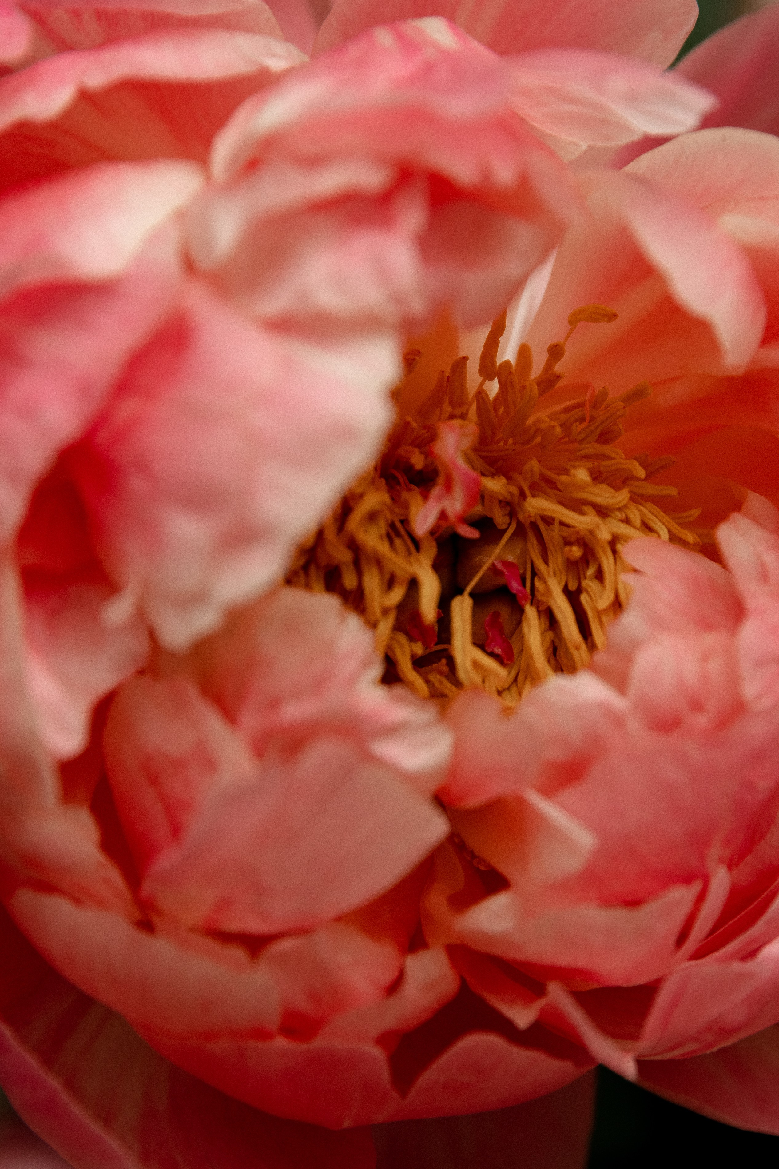 Однажды рискнув, стать счастливым. Свадебный фотограф Ярославль, Рыбинск