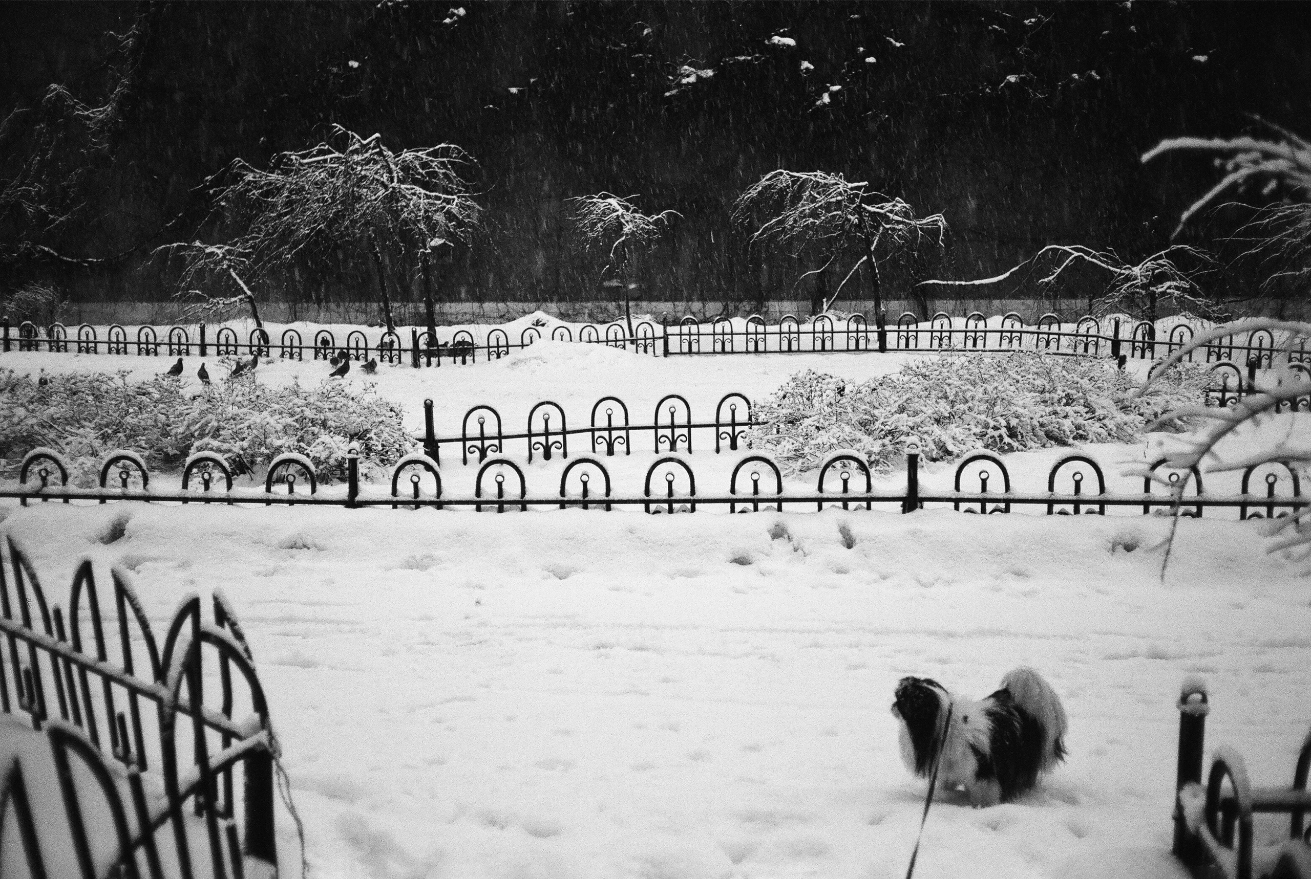 Фотографии черно-белые. Свадебный и семейный пленочный фотограф в Петербурге Истомина Ирина