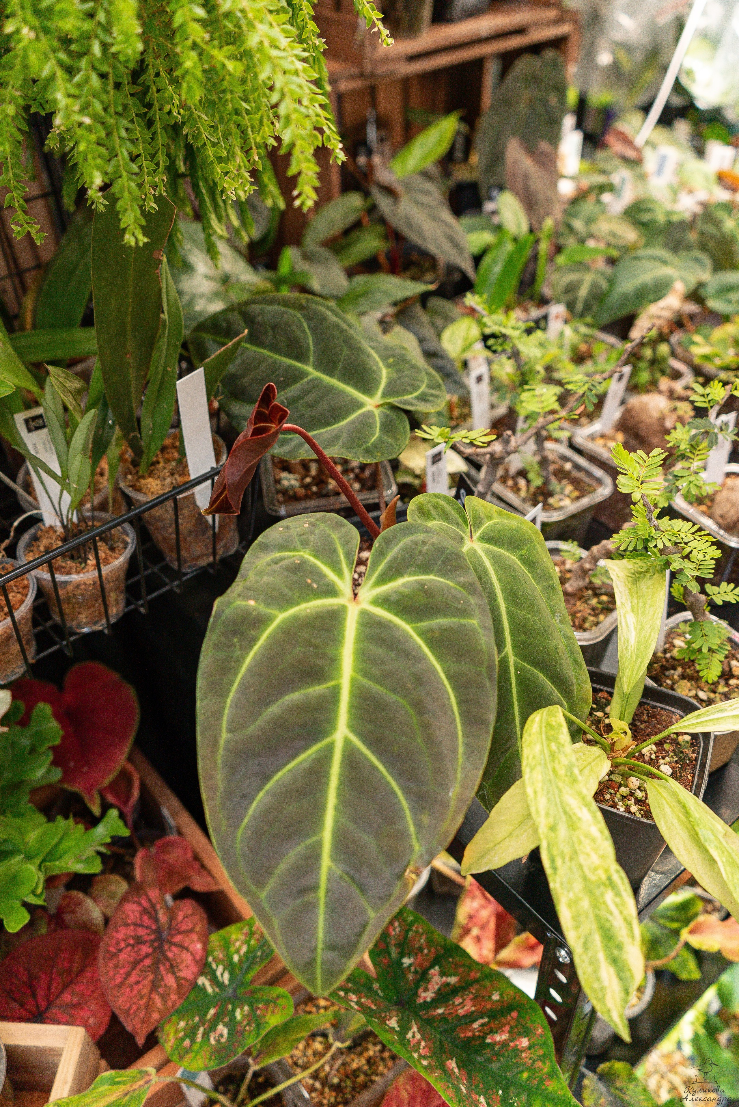 Гроубокс Артплей апрель. Александра Куликова фотограф, Москва