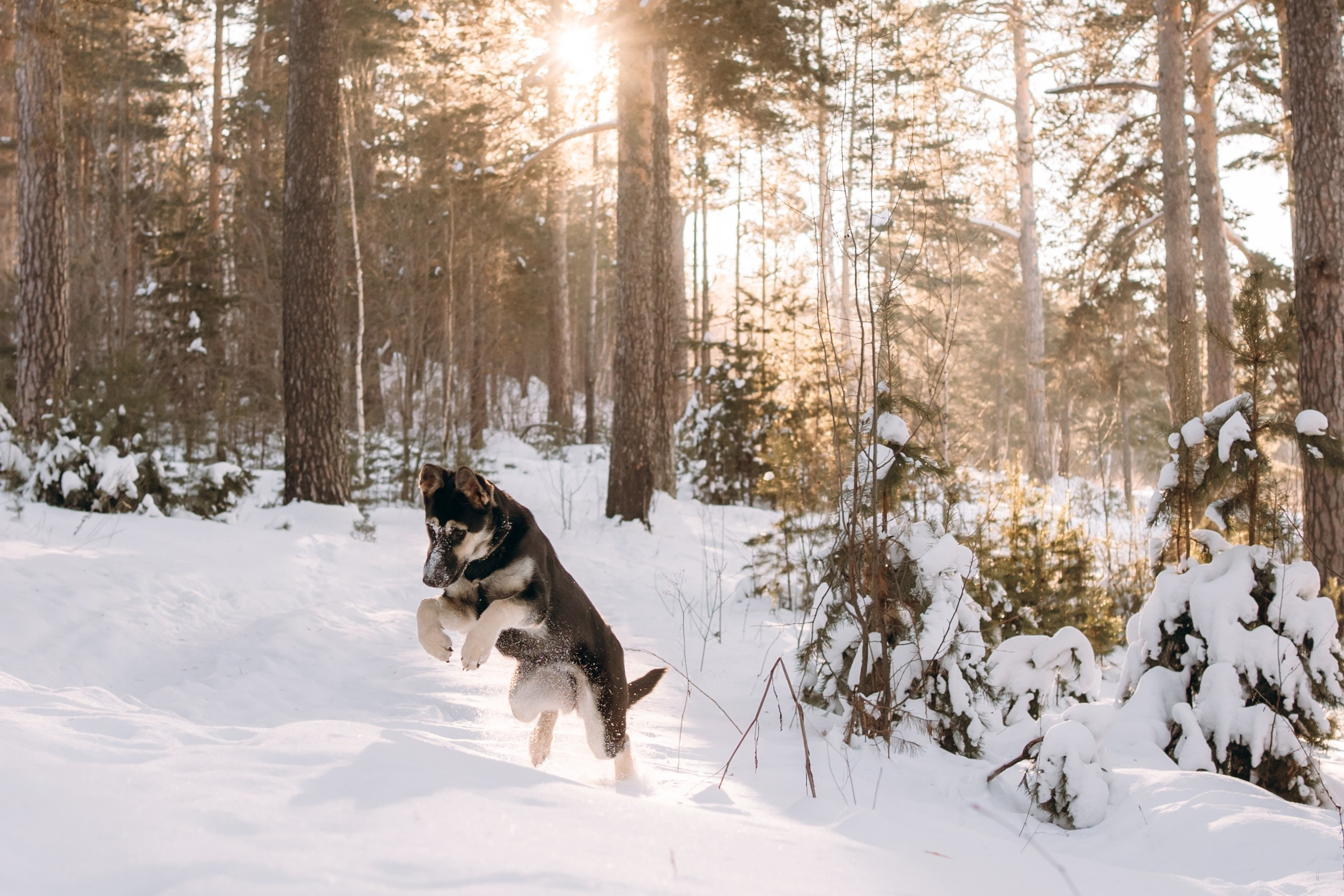 Г. Миасс 2023-2024. Фотограф-анималист Анастасия Большакова