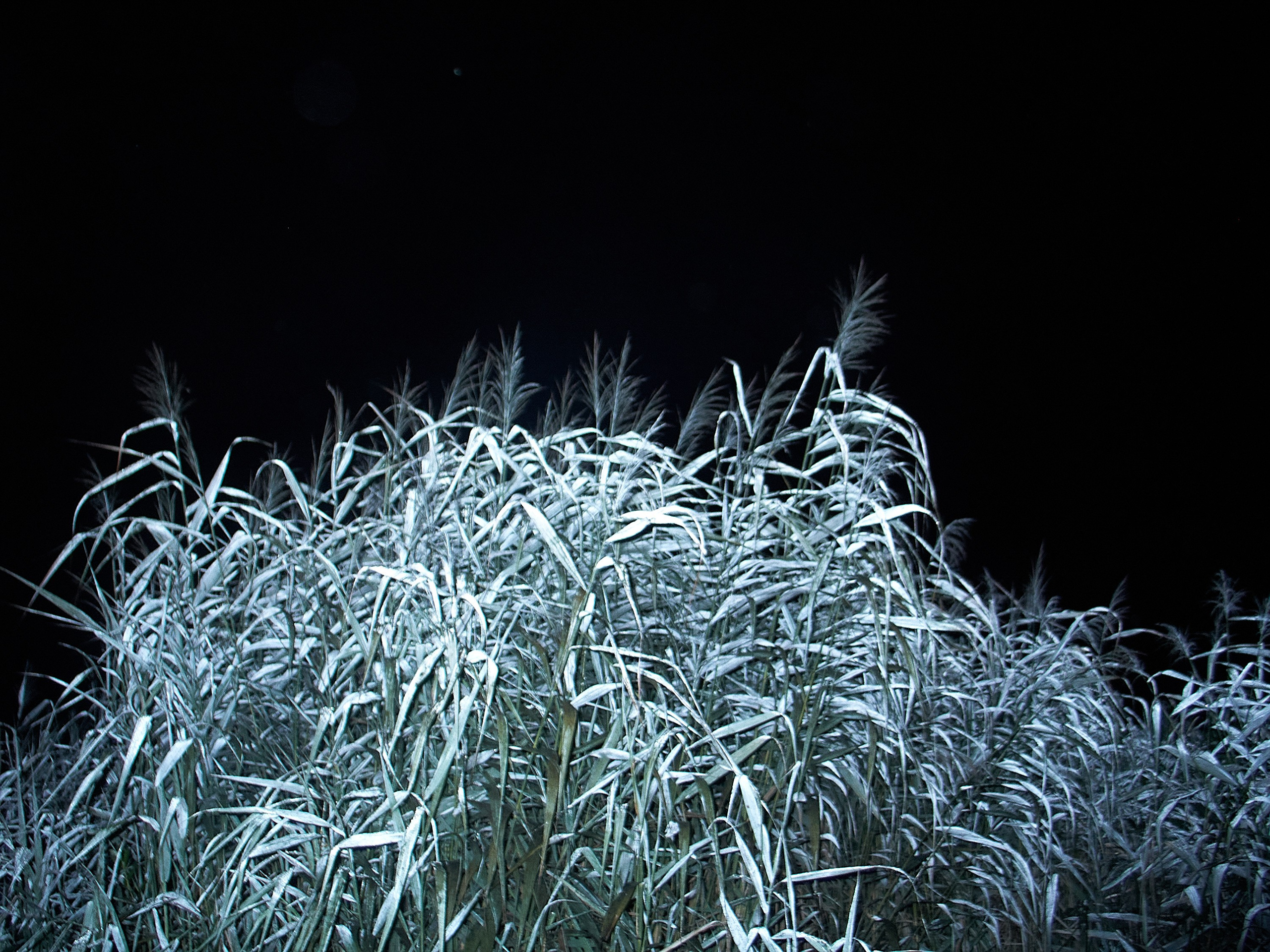 Диджитал-фото. Фотограф и оператор мероприятий, концертов и портретов в городе Москва