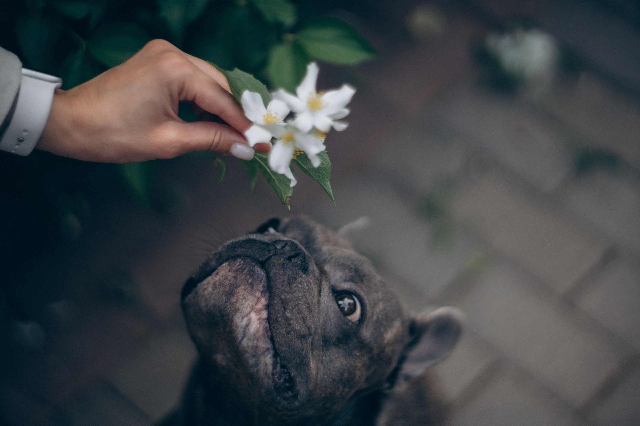 Аня и Чак. Фотограф анималист в Москве и Санкт-Петербурге Свиридова Анна