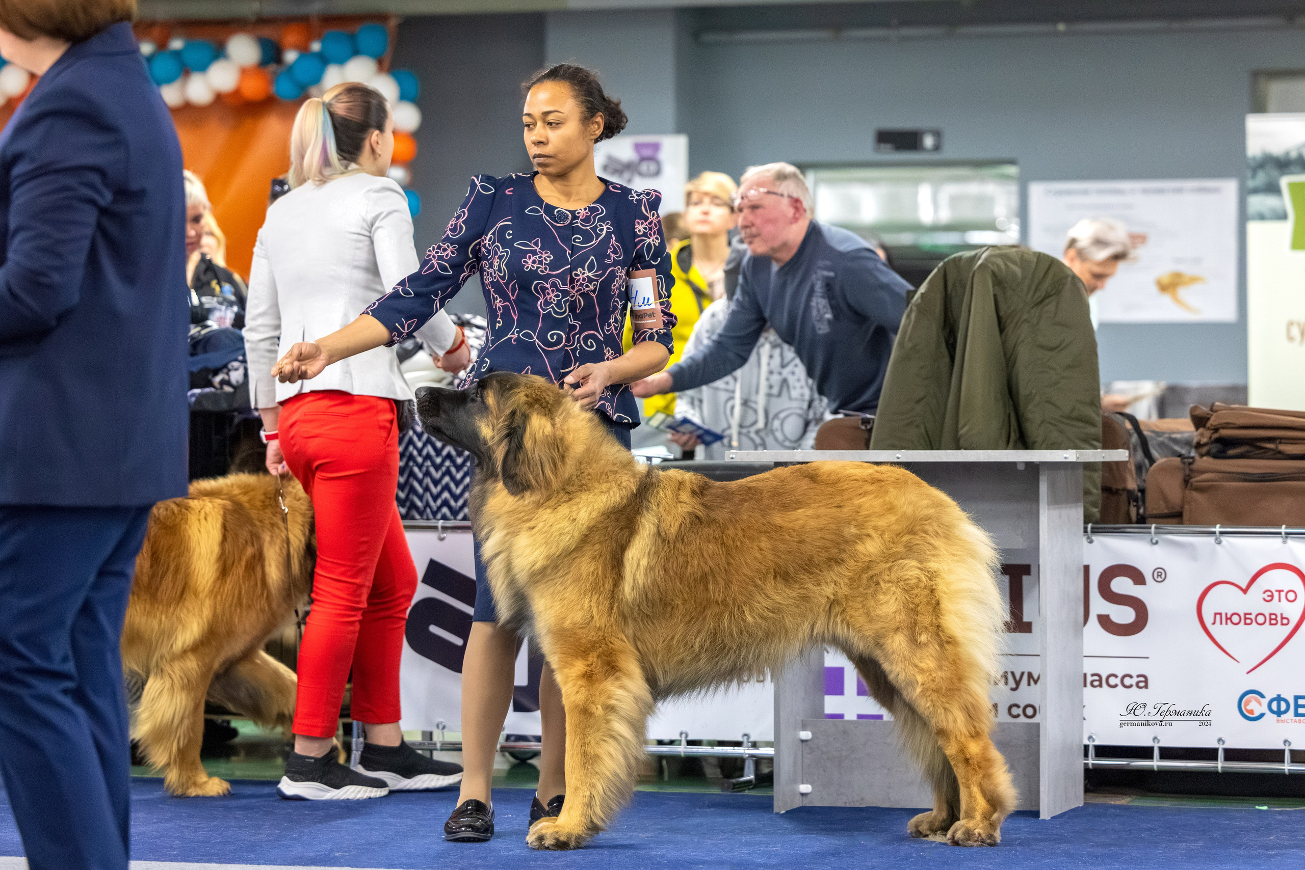 Сфера 17.03.2024. Фотограф-анималист Юлия Германика