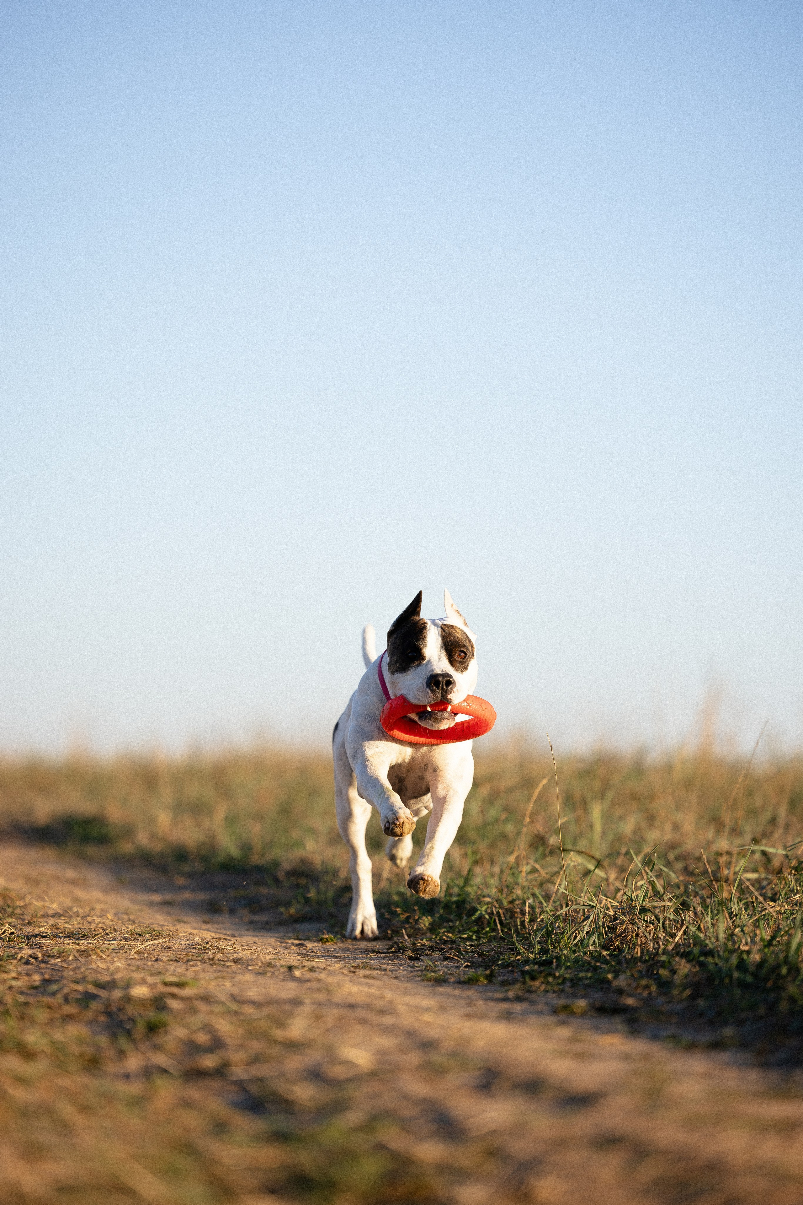 Женя, Афра и Молли. Фотограф и видеограф анималист Аганина Дарья