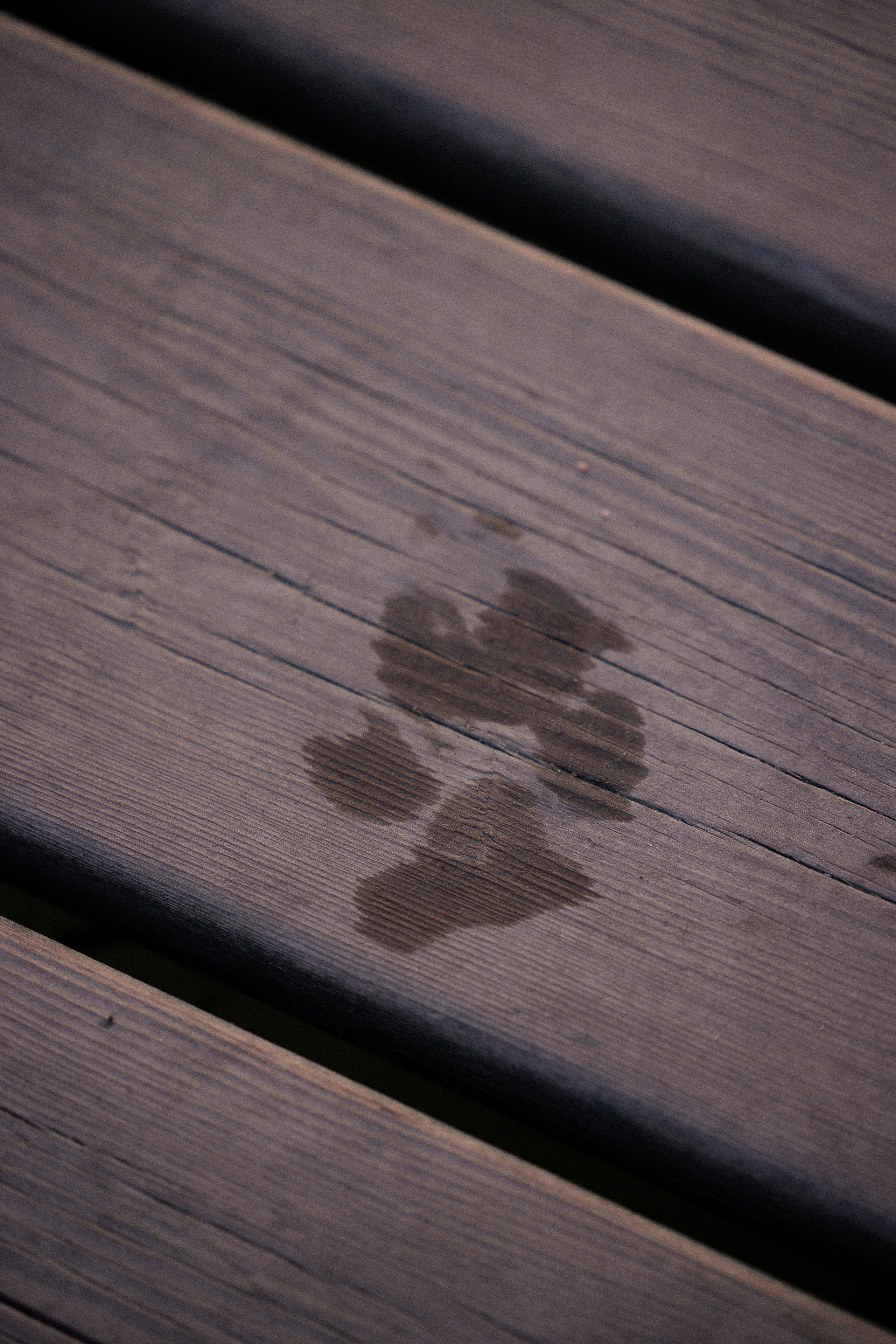 Катя, Леша, Лея и Трой. Фотограф и видеограф анималист Аганина Дарья